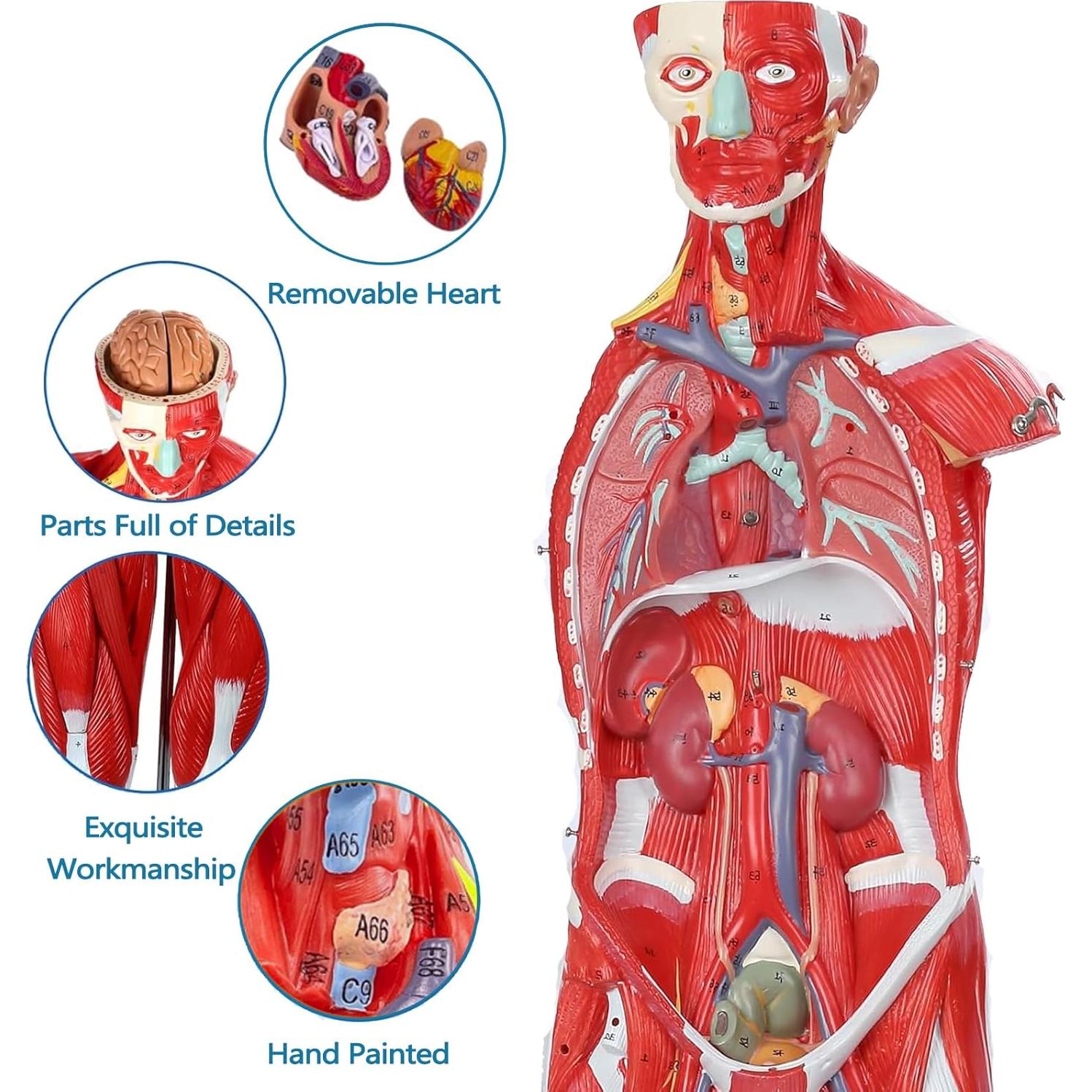 Modelo de Anatomía Humana de Músculos SOEPOTIX 27 Piezas 83.82 cm