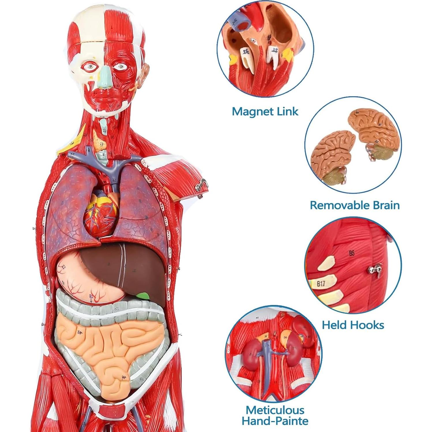 Modelo de Anatomía Humana de Músculos SOEPOTIX 27 Piezas 83.82 cm