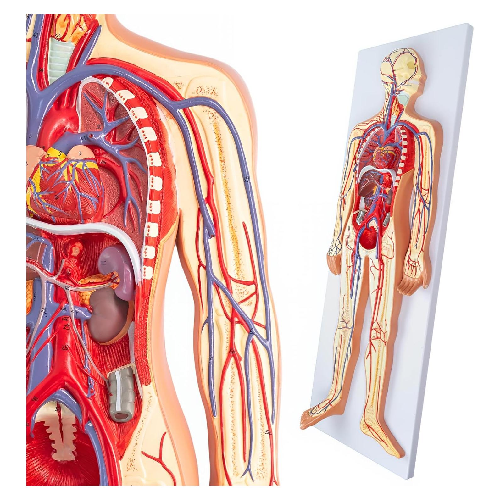 Modelo Circulatorio Humano Merinden - Anatomía 3D con Órganos
