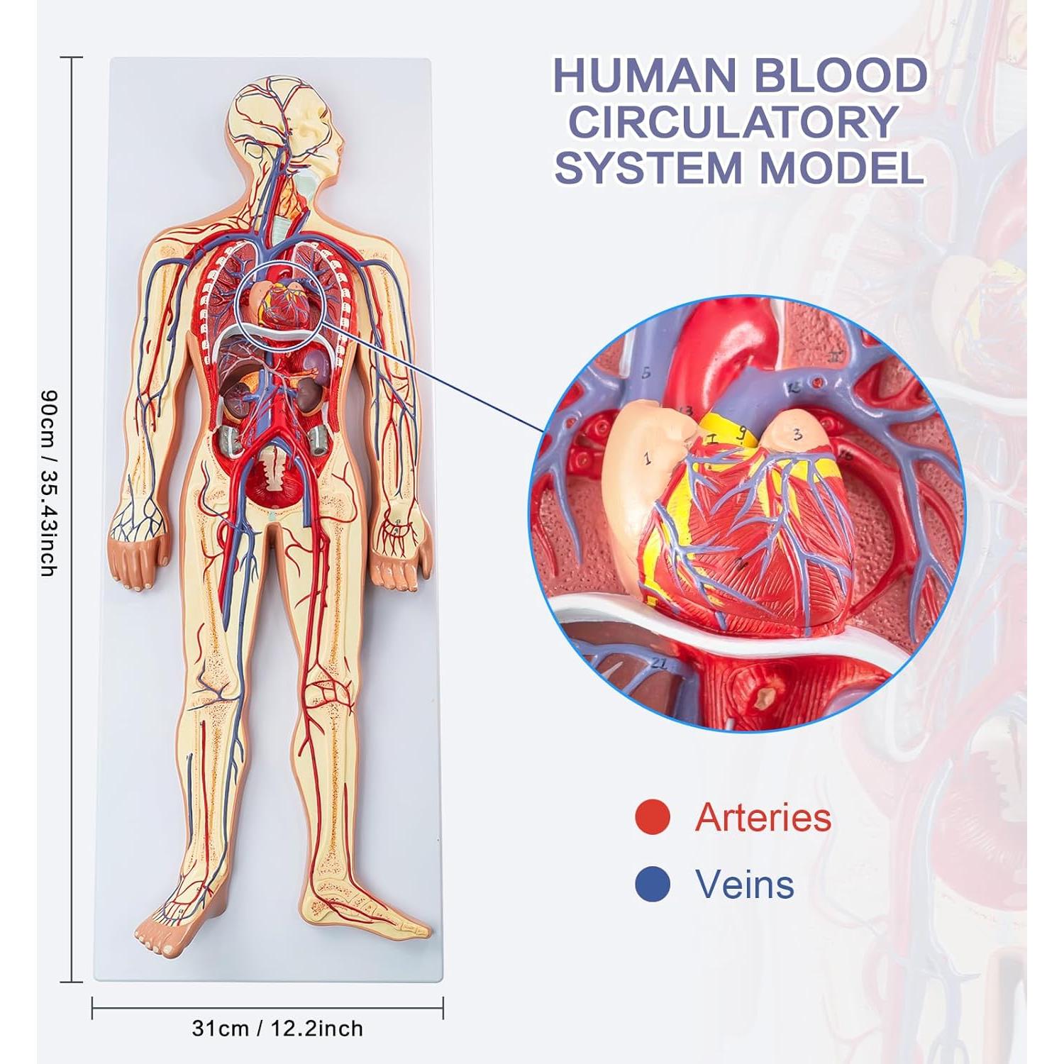 Modelo Circulatorio Humano Merinden - Anatomía 3D con Órganos