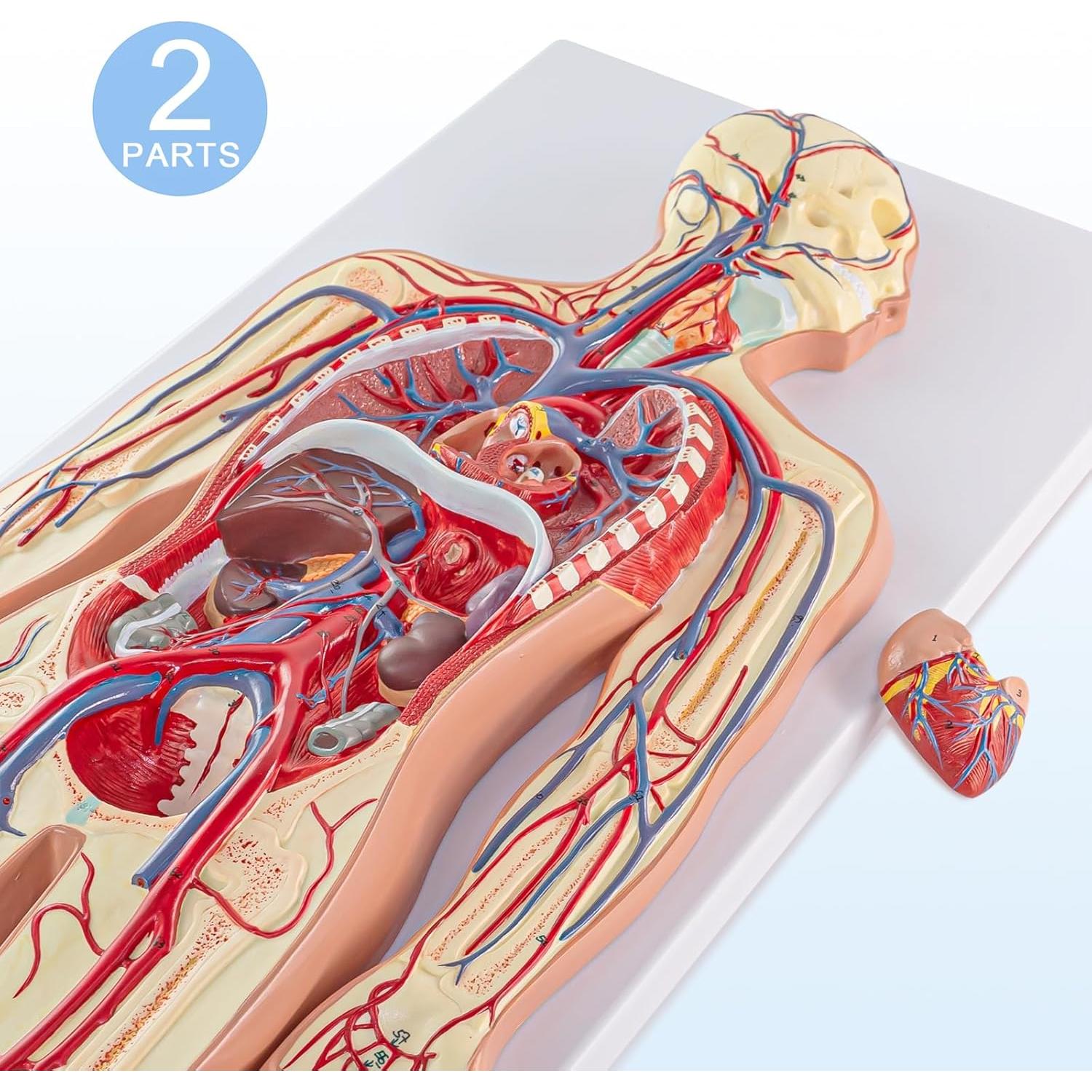 Modelo Circulatorio Humano Merinden - Anatomía 3D con Órganos