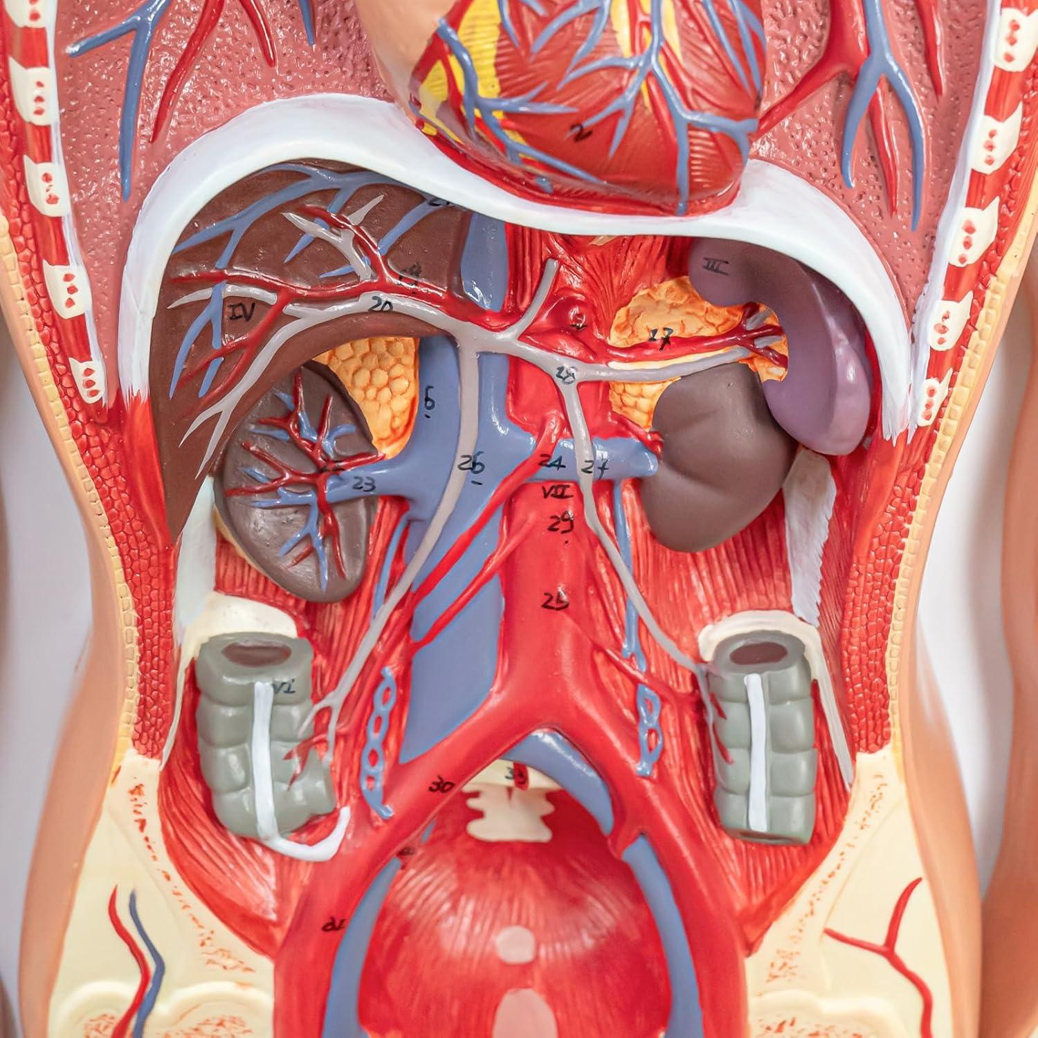 Modelo Circulatorio Humano Merinden - Anatomía 3D con Órganos