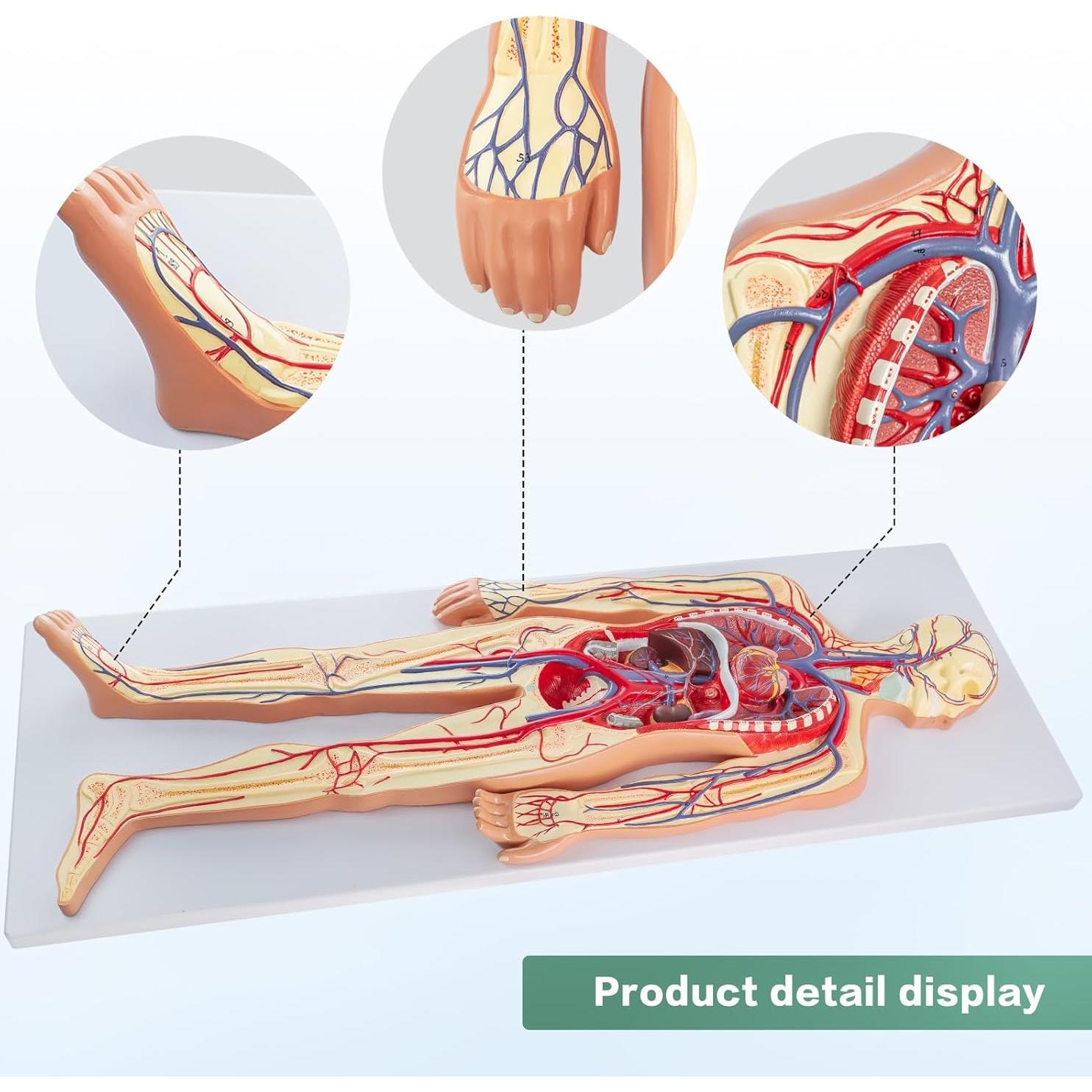 Modelo Circulatorio Humano Merinden - Anatomía 3D con Órganos