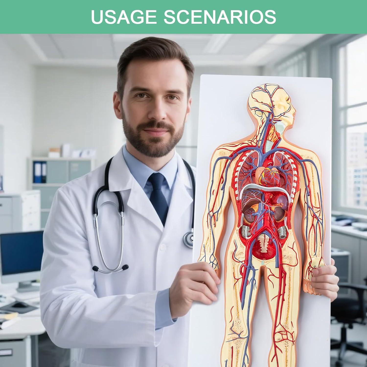Modelo Circulatorio Humano Merinden - Anatomía 3D con Órganos