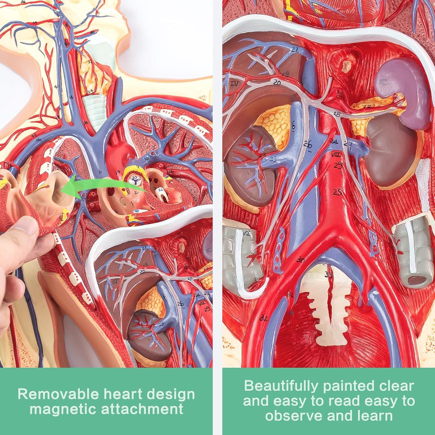 Modelo Circulatorio Humano Merinden - Anatomía 3D con Órganos