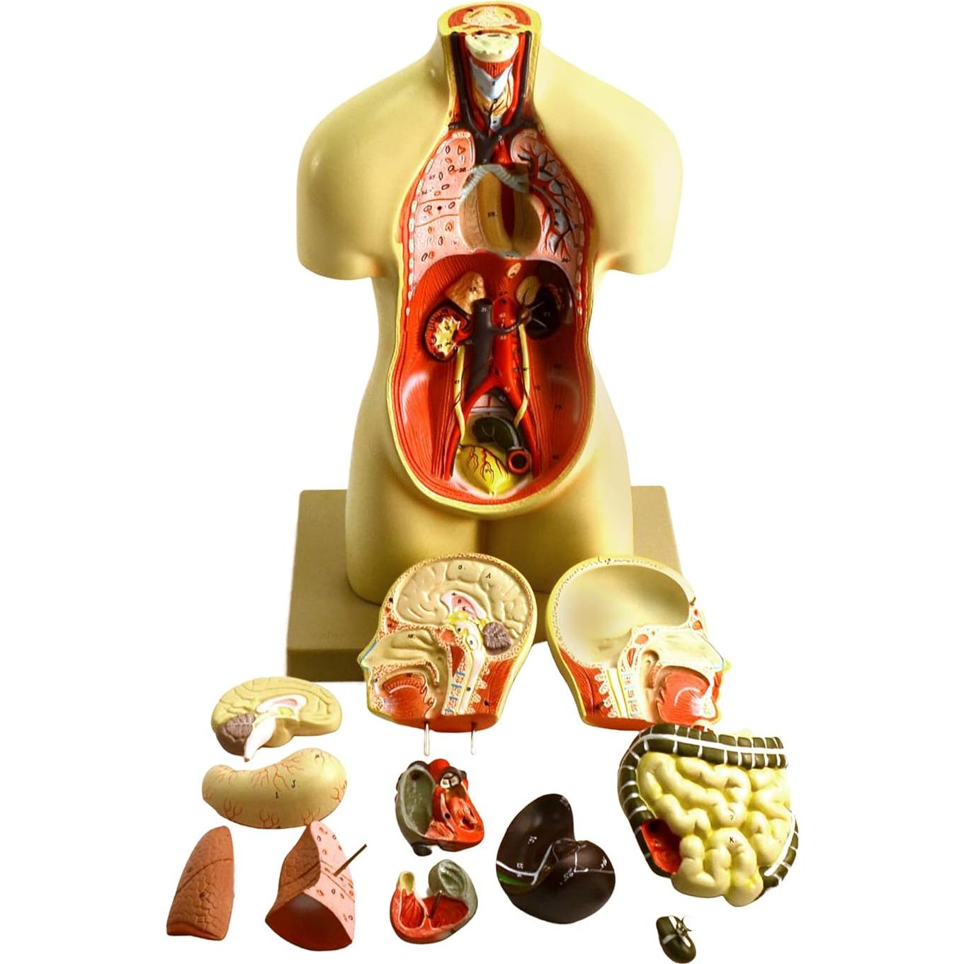 Modelo de Torso Humano Miniatura Eisco 48.3 cm 11 Piezas