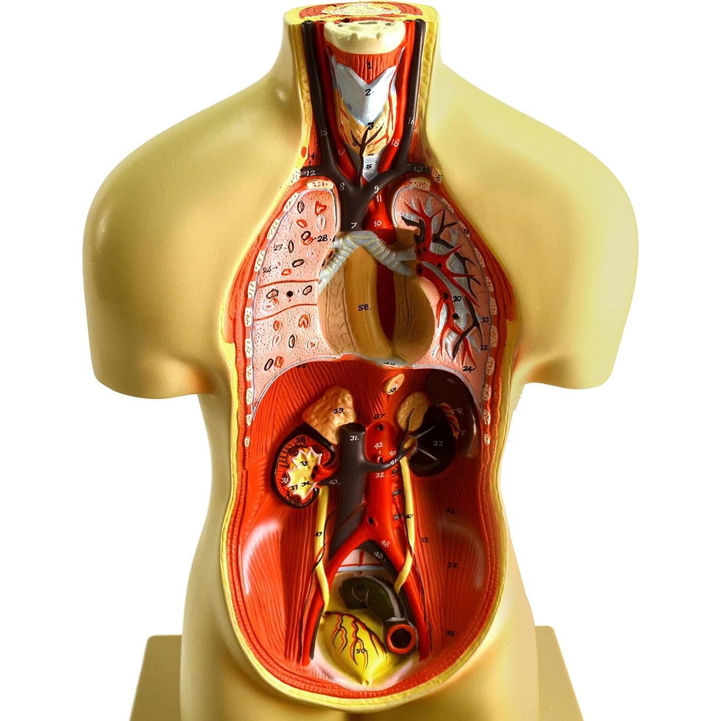 Modelo de Torso Humano Miniatura Eisco 48.3 cm 11 Piezas