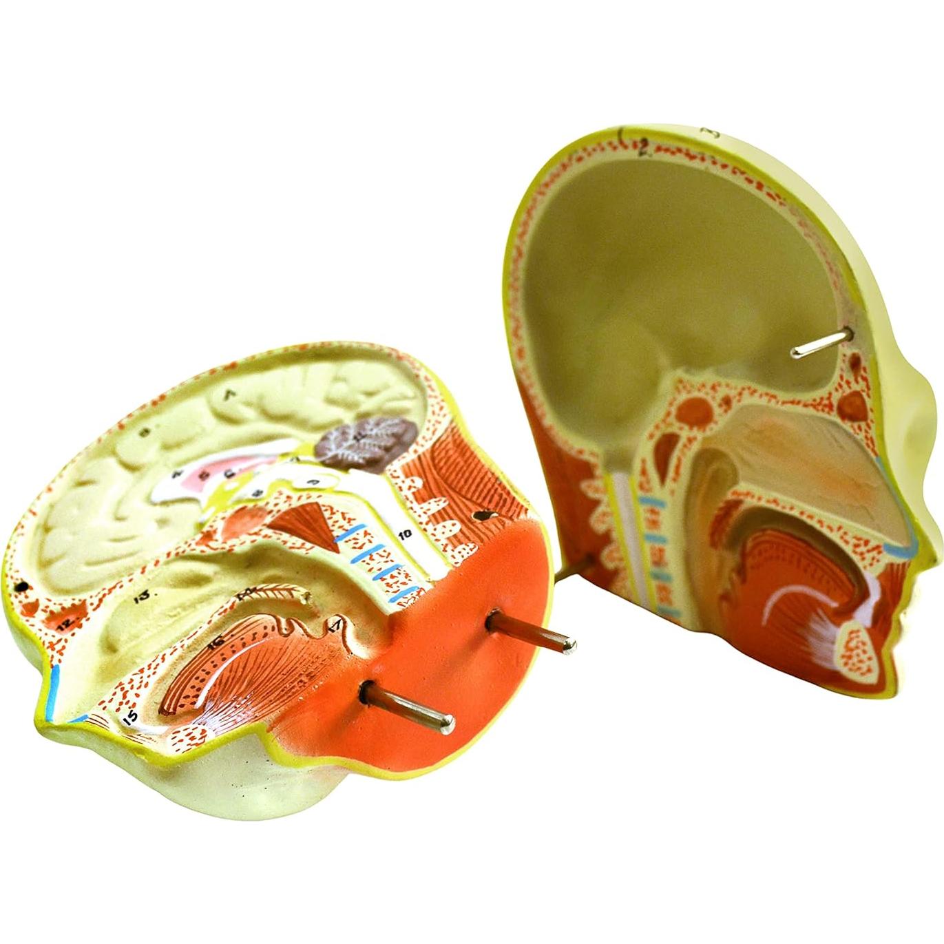 Modelo de Torso Humano Miniatura Eisco 48.3 cm 11 Piezas