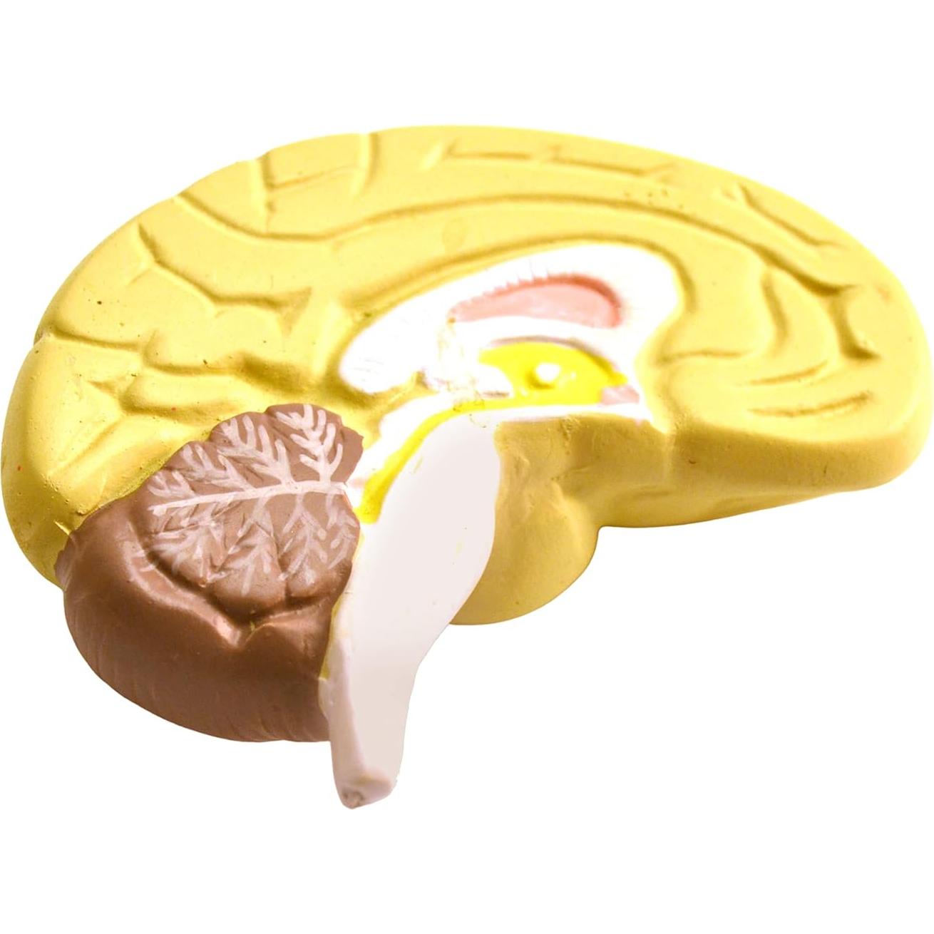 Modelo de Torso Humano Miniatura Eisco 48.3 cm 11 Piezas