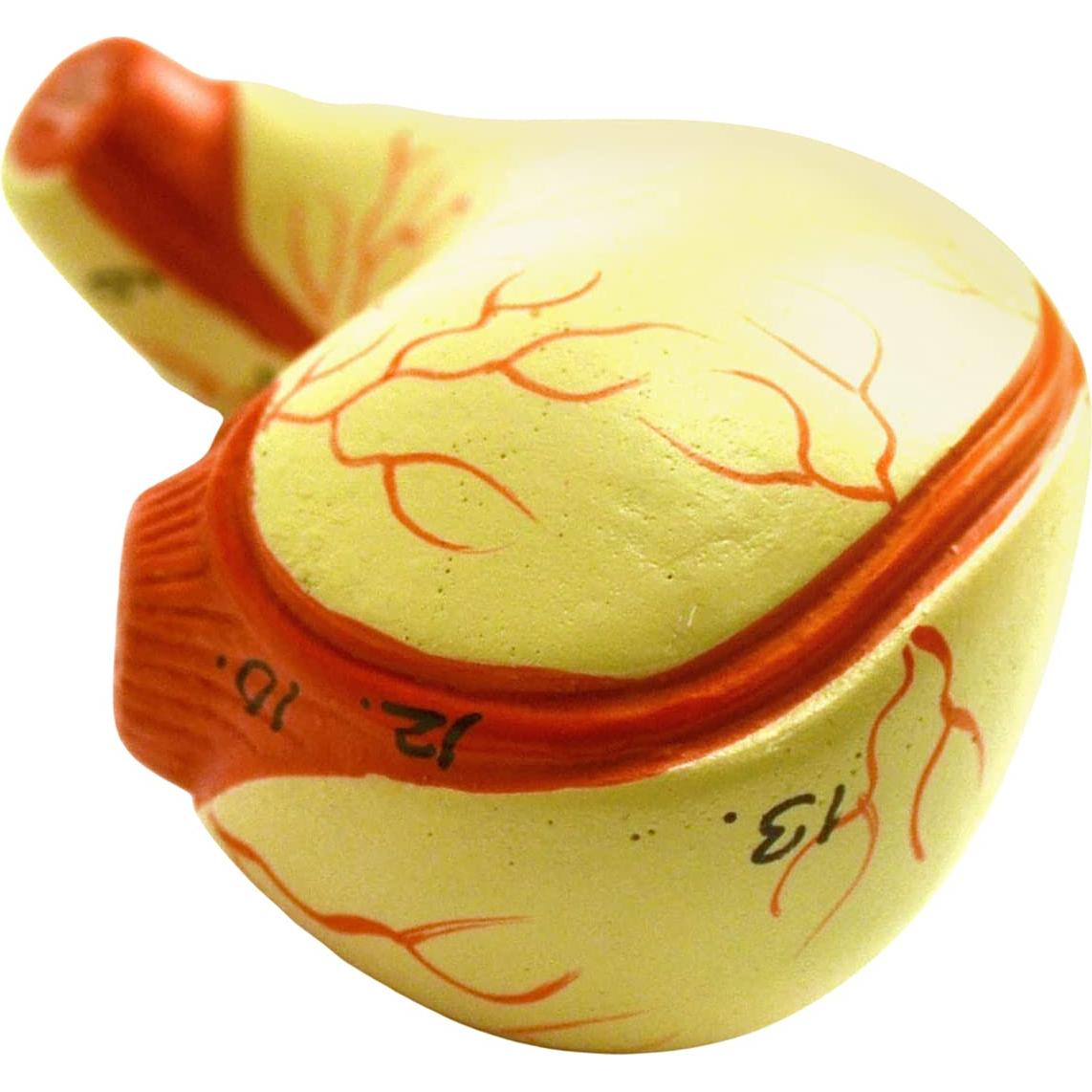 Modelo de Torso Humano Miniatura Eisco 48.3 cm 11 Piezas