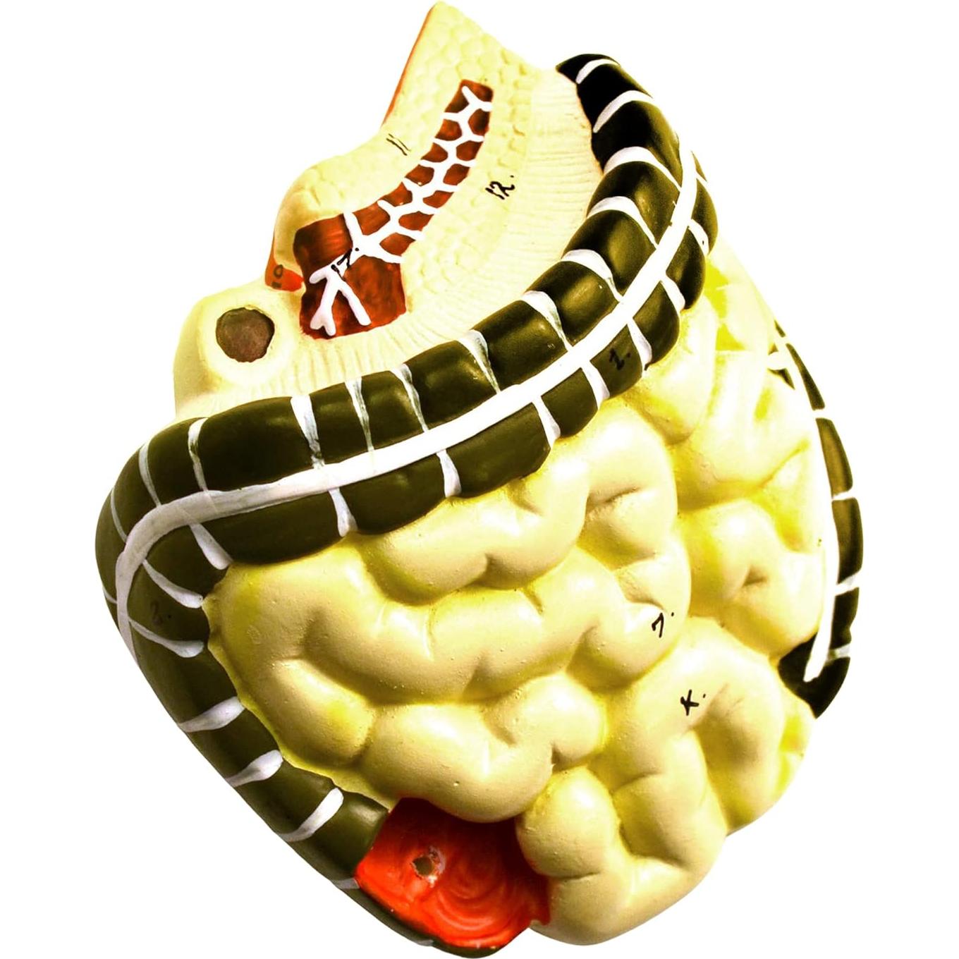 Modelo de Torso Humano Miniatura Eisco 48.3 cm 11 Piezas