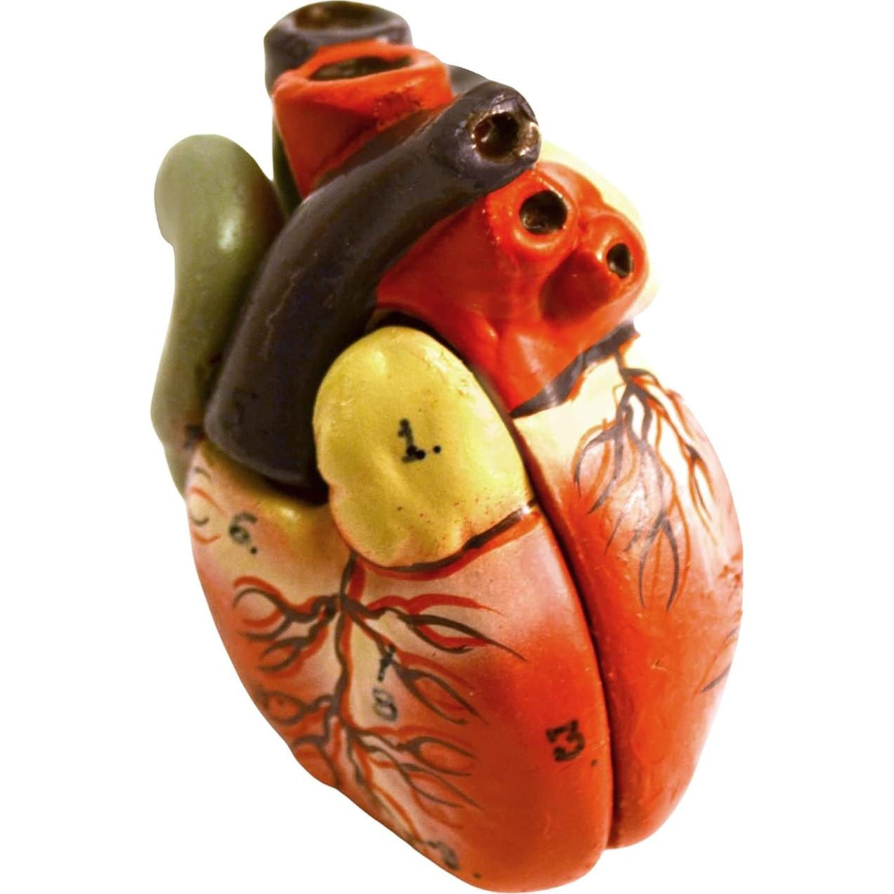 Modelo de Torso Humano Miniatura Eisco 48.3 cm 11 Piezas