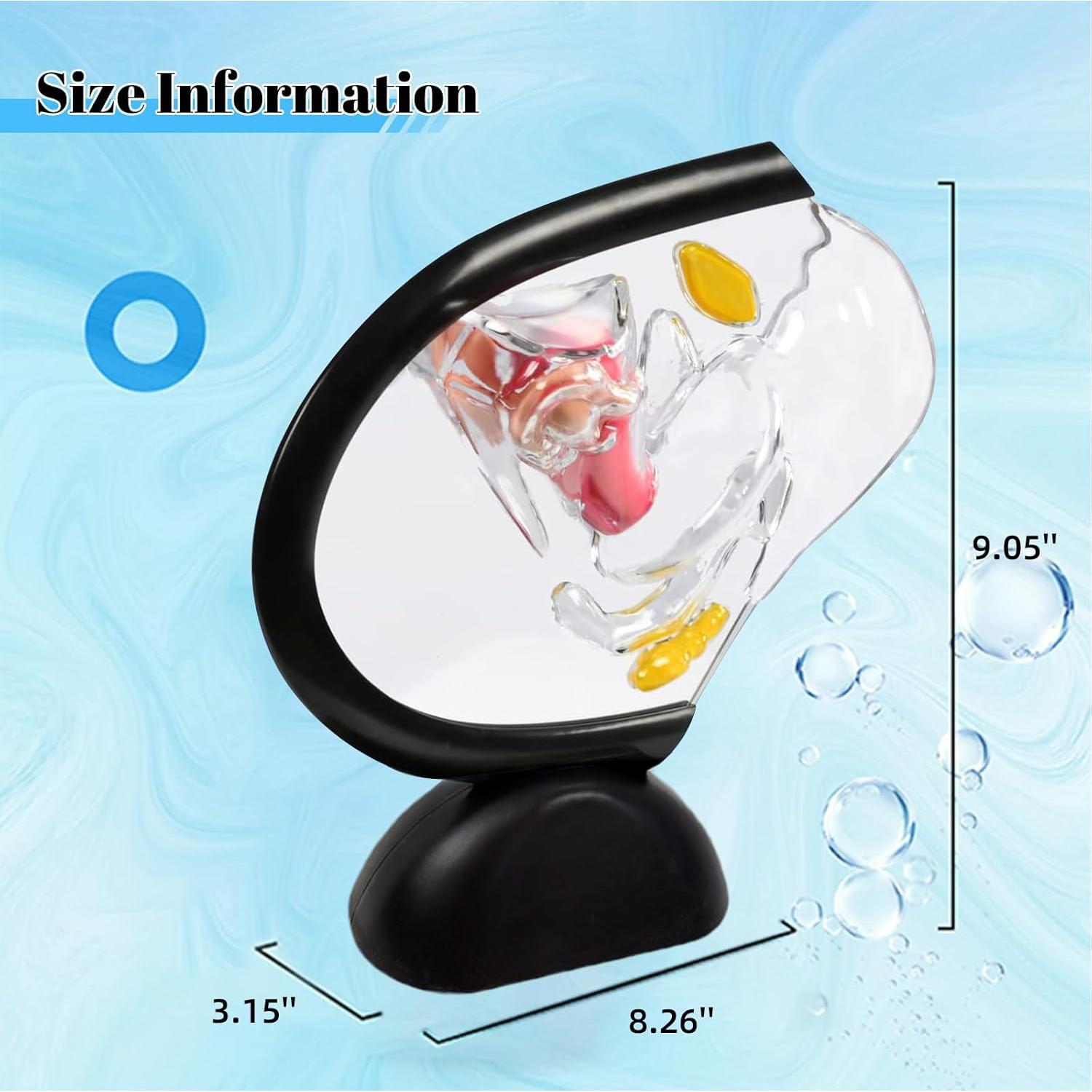 Modelo Anatómico de Útero Femenino HamRoRung 24x23.5cm