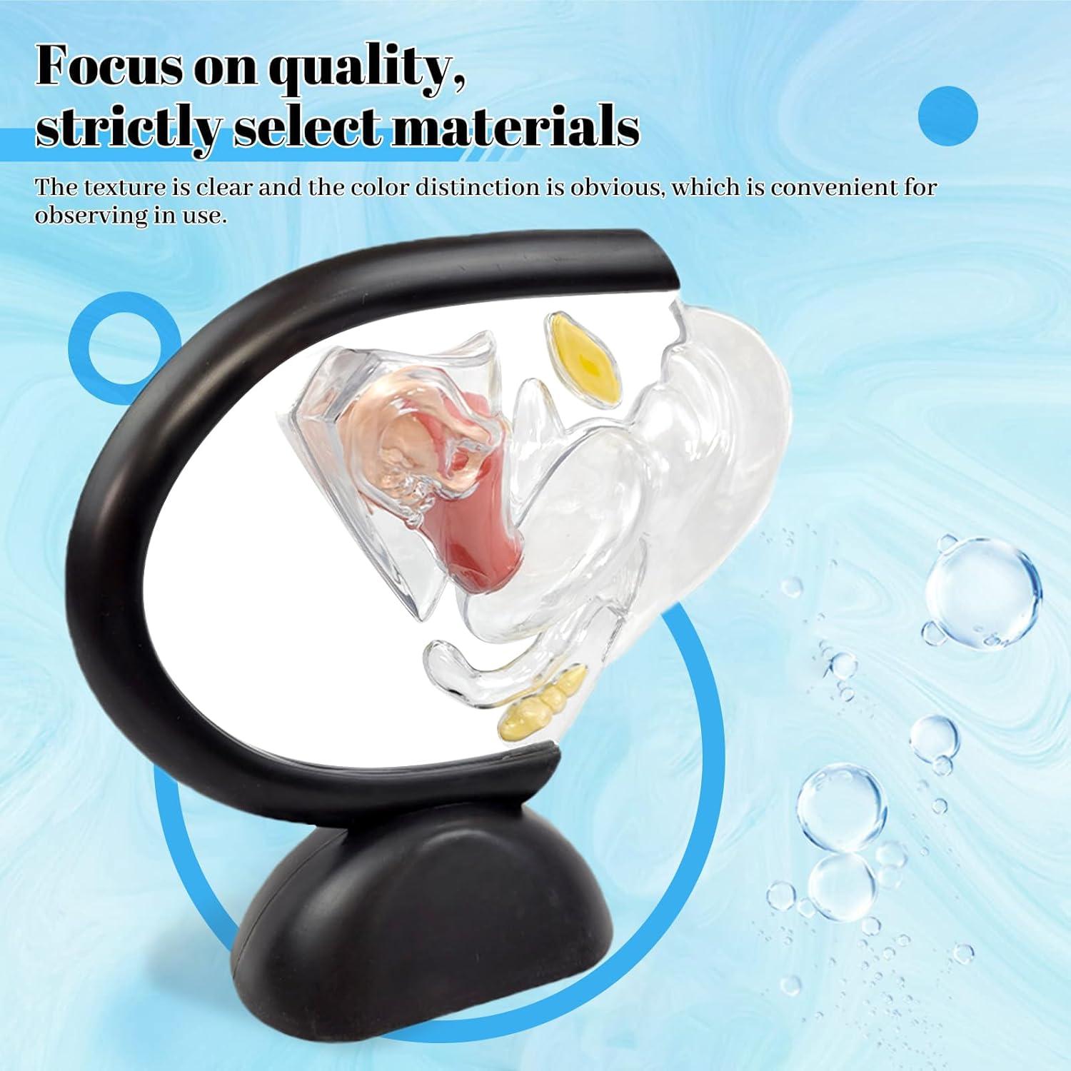 Modelo Anatómico de Útero Femenino HamRoRung 24x23.5cm