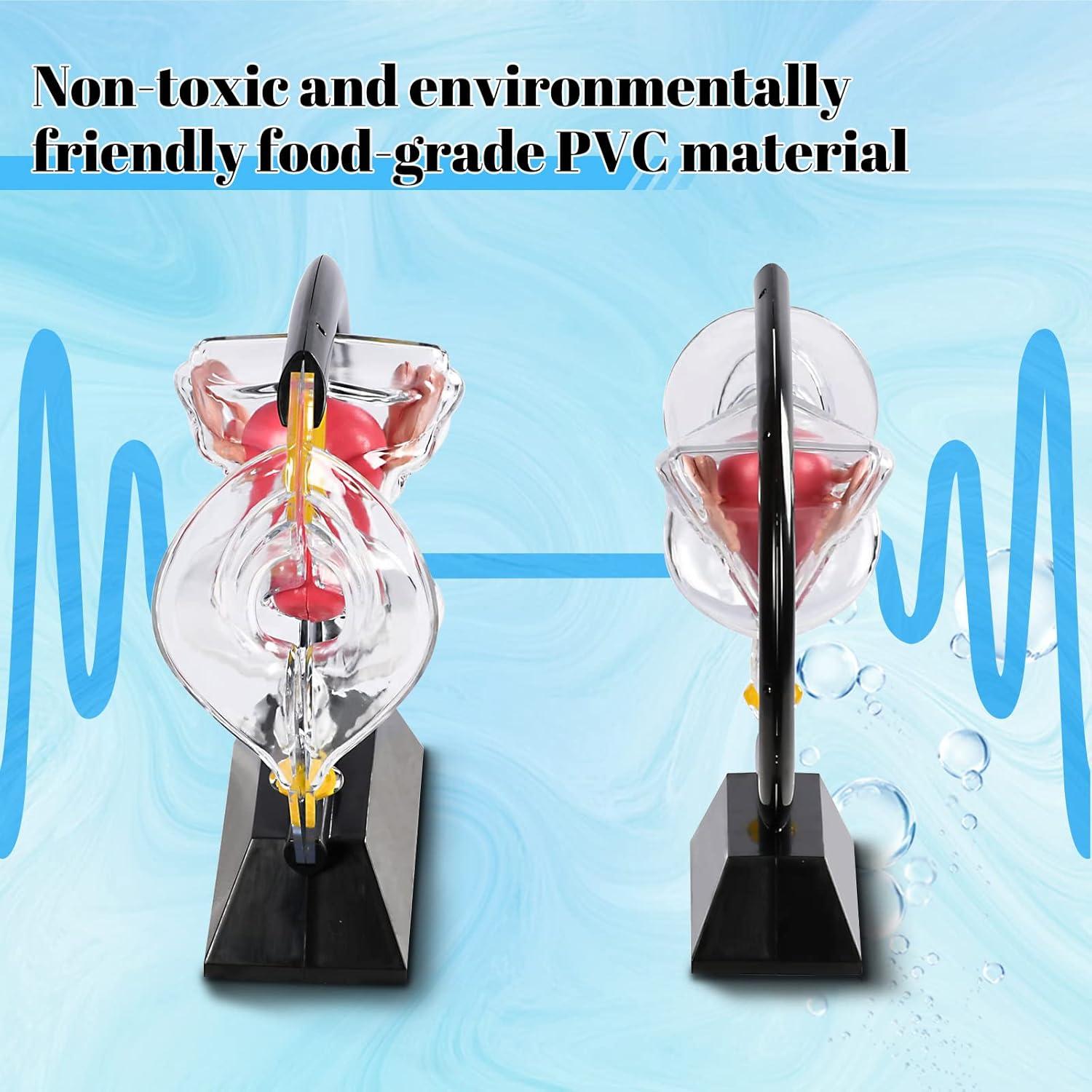 Modelo Anatómico de Útero Femenino HamRoRung 24x23.5cm