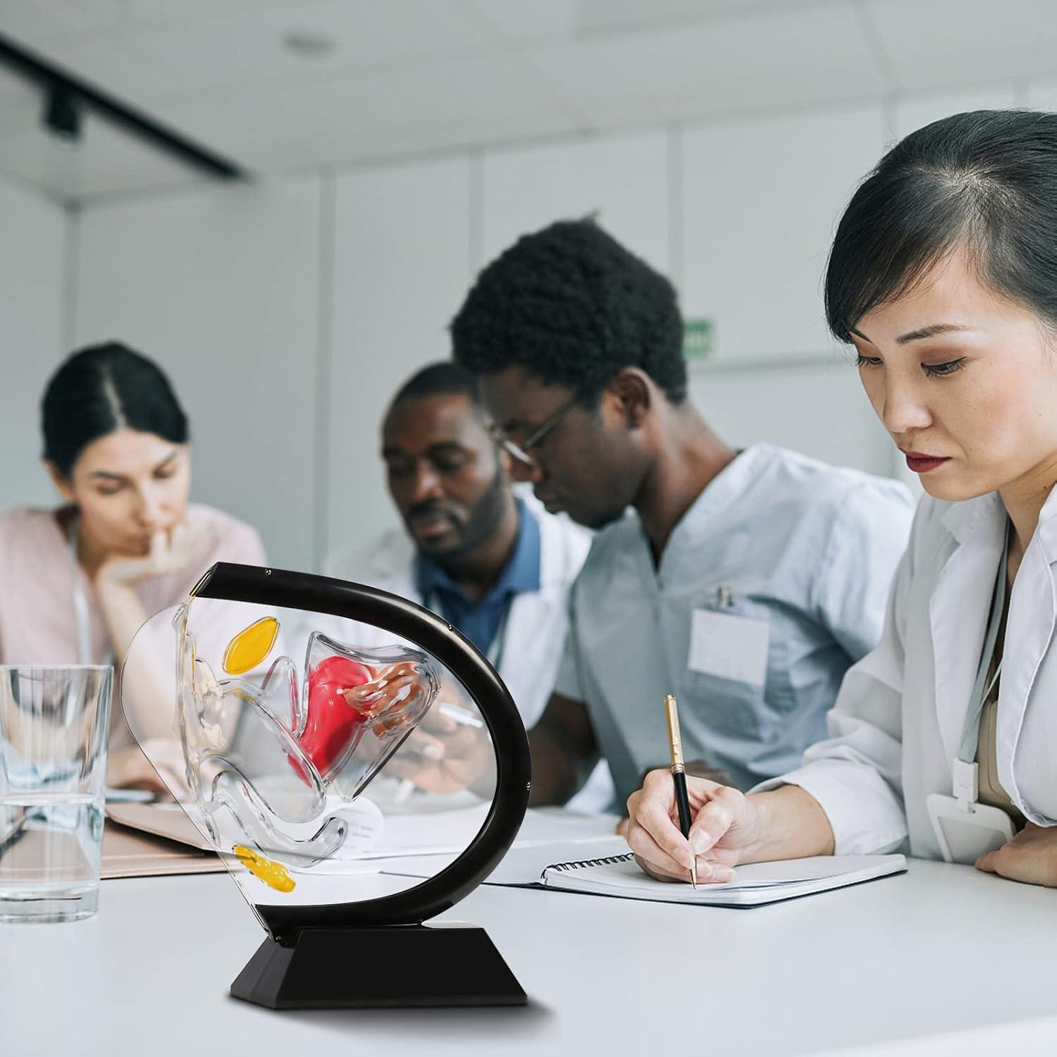 Modelo Anatómico de Útero Femenino HamRoRung 24x23.5cm