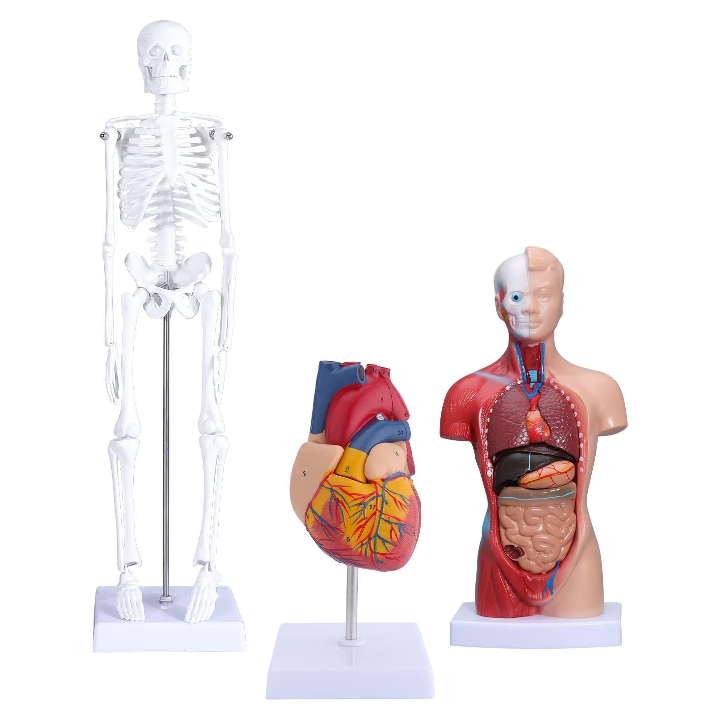 Modelo Anatómico de Corazón, Torso y Esqueleto Humano - Kit Educativo