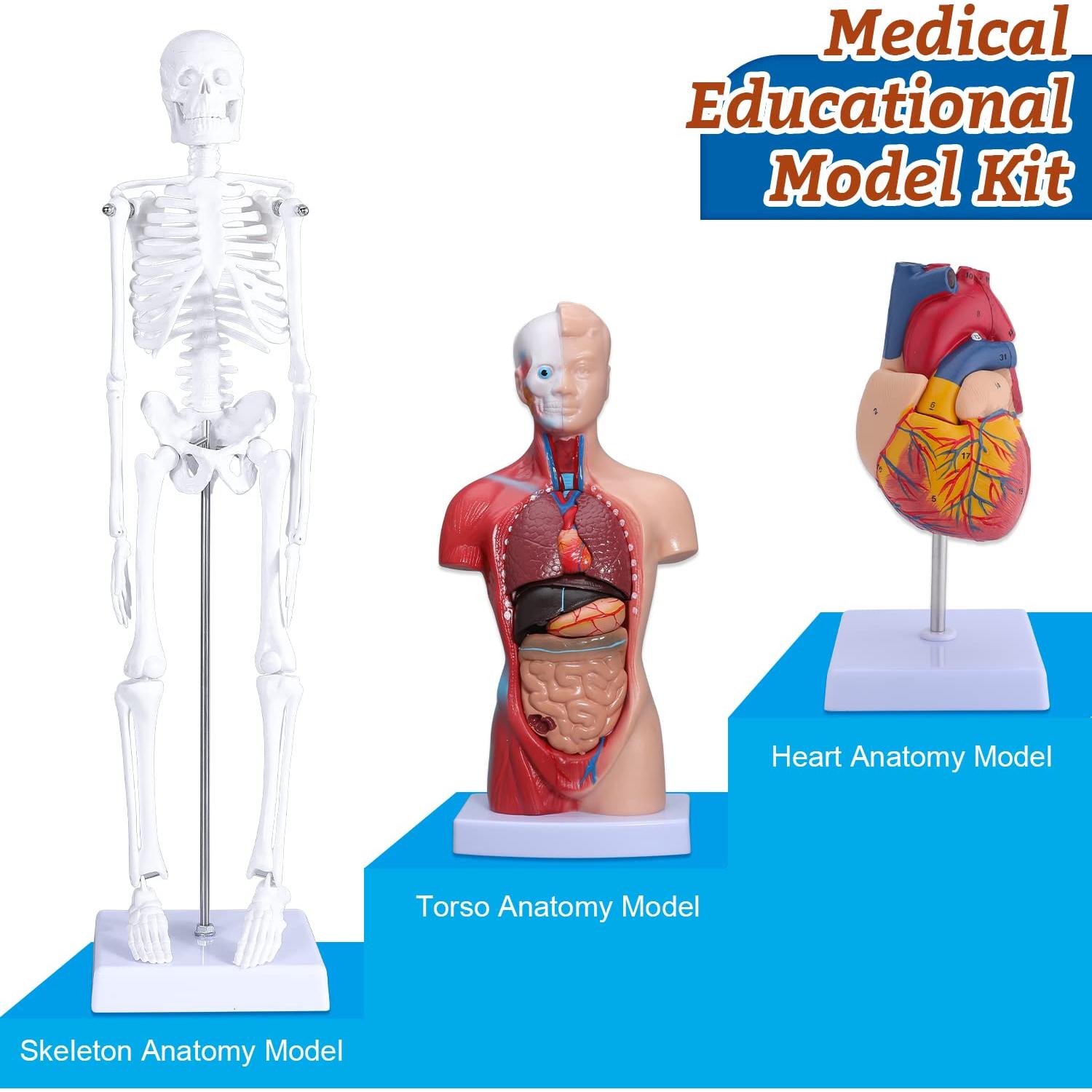 Modelo Anatómico de Corazón, Torso y Esqueleto Humano - Kit Educativo