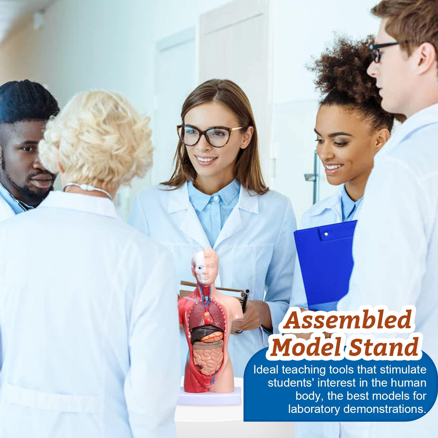 Modelo Anatómico de Corazón, Torso y Esqueleto Humano - Kit Educativo