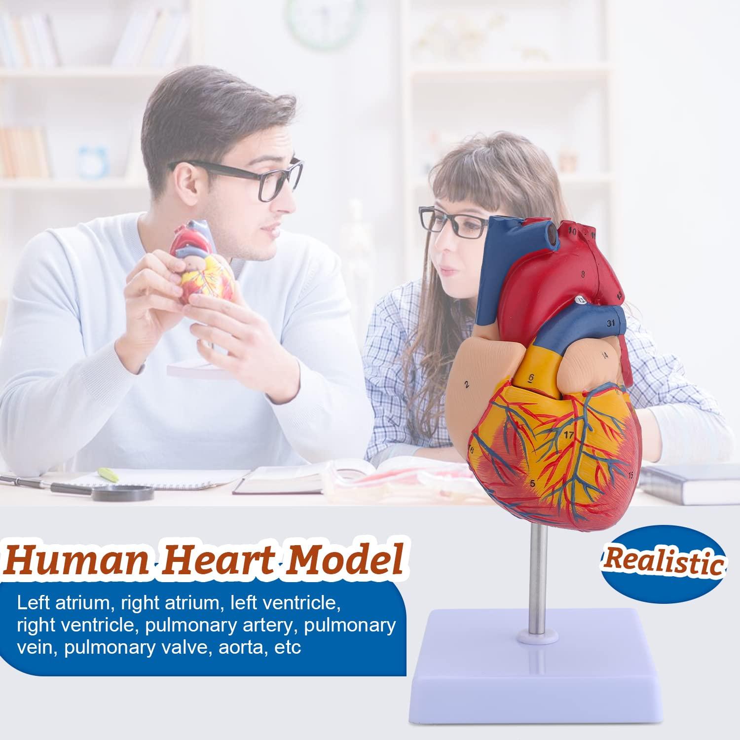 Modelo Anatómico de Corazón, Torso y Esqueleto Humano - Kit Educativo