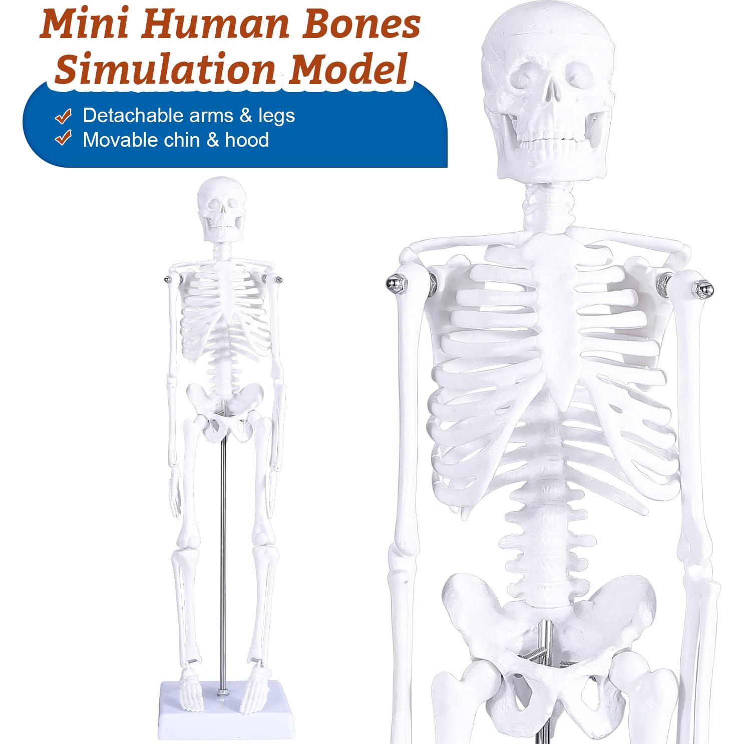 Modelo Anatómico de Corazón, Torso y Esqueleto Humano - Kit Educativo