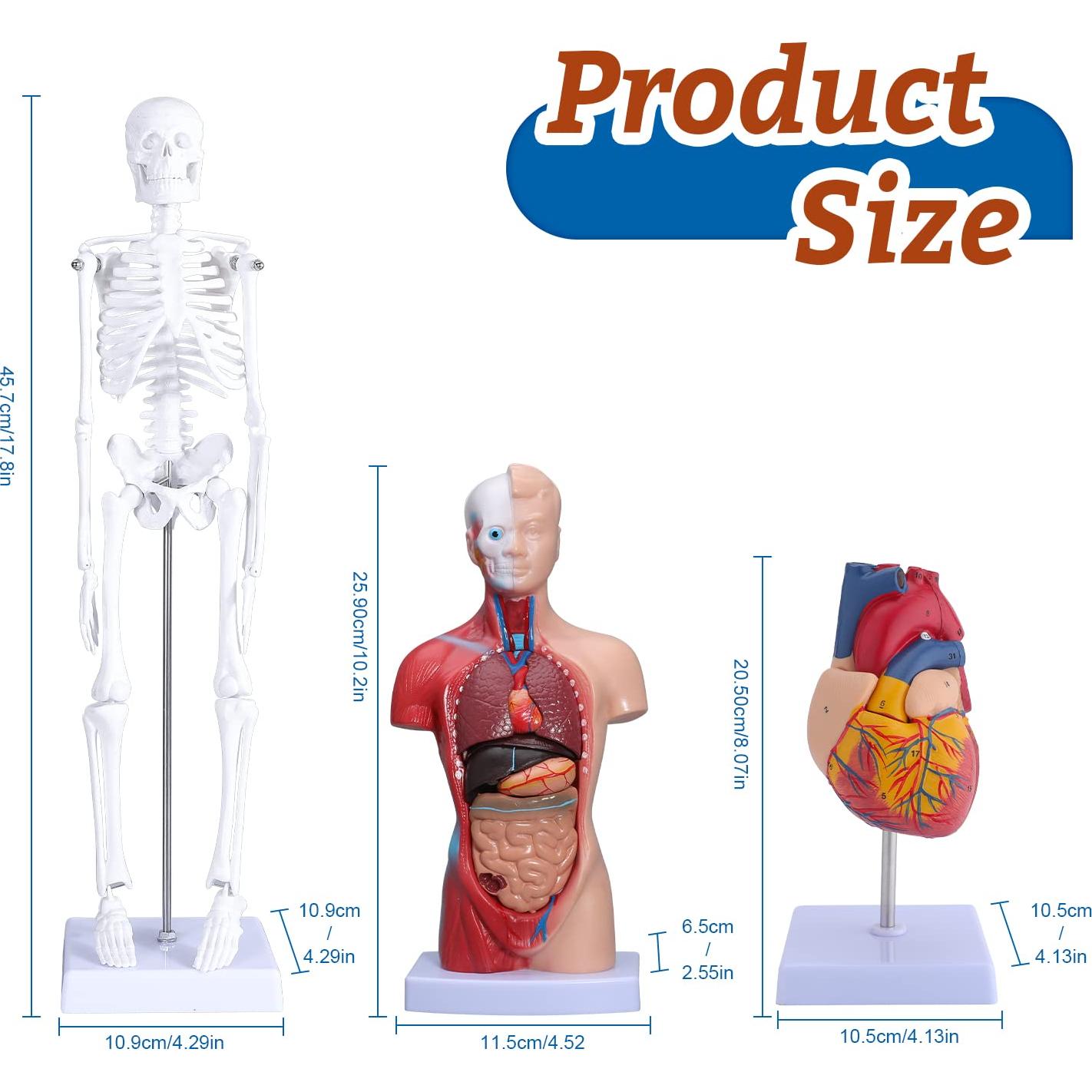 Modelo Anatómico de Corazón, Torso y Esqueleto Humano - Kit Educativo