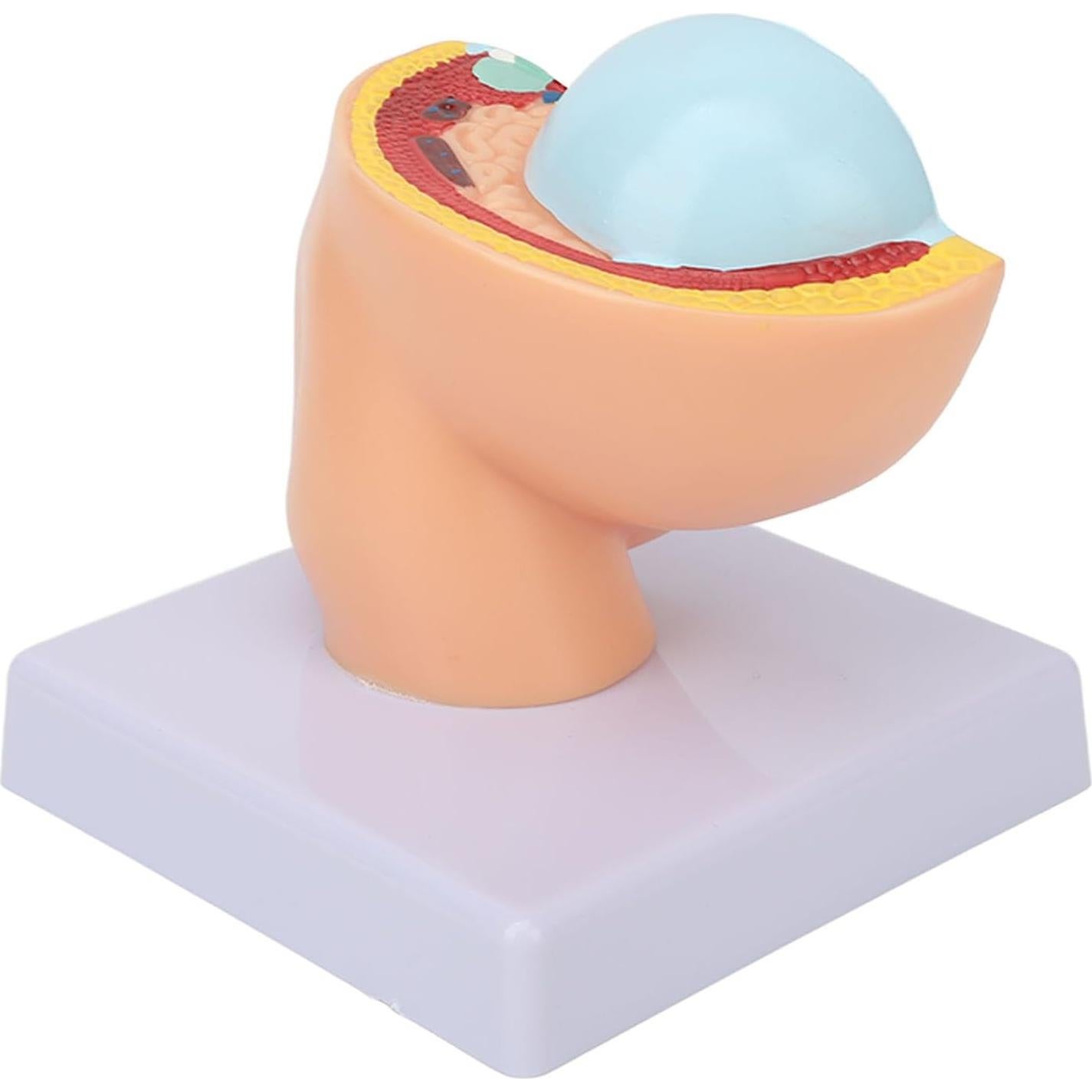 Modelo Anatómico de Pelvis Femenina Embarazada Yosoo 9 Meses