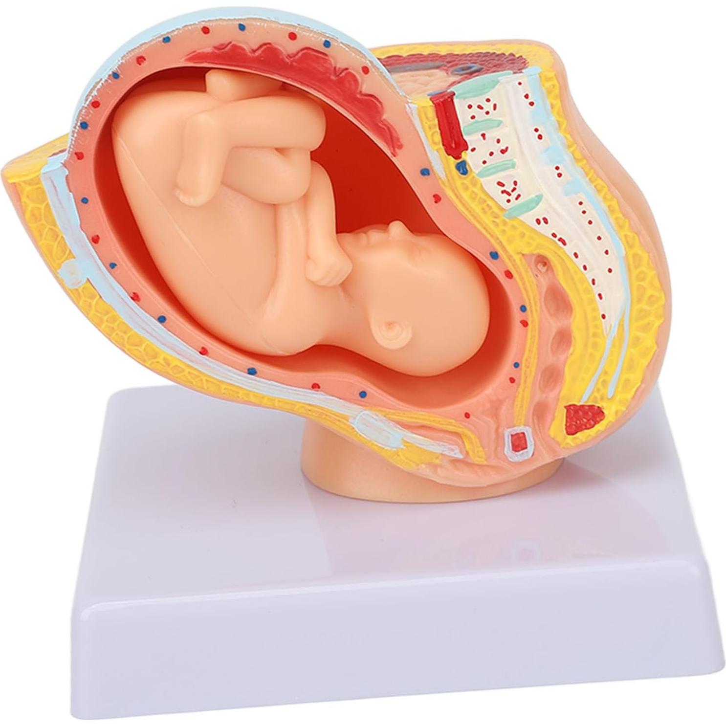 Modelo Anatómico de Pelvis Femenina Embarazada Yosoo 9 Meses