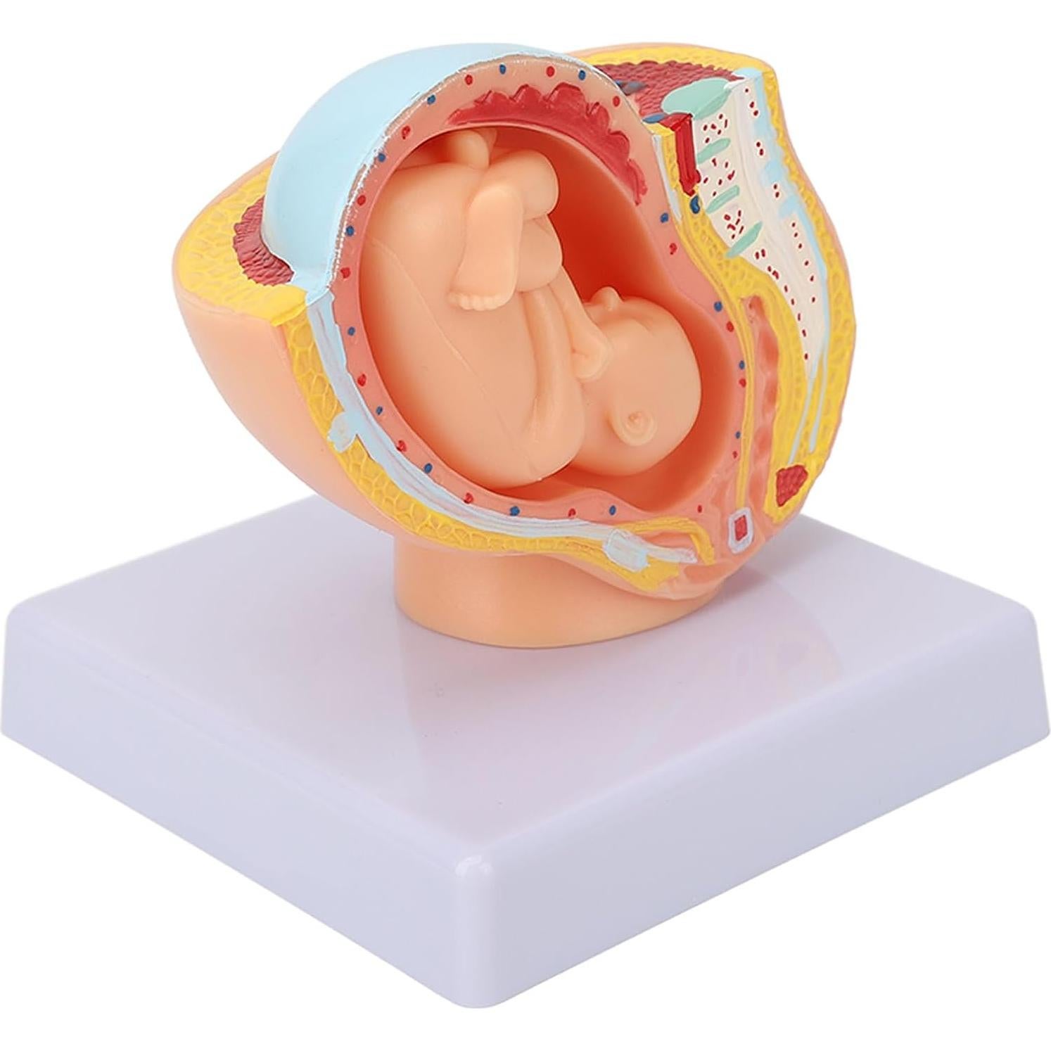 Modelo Anatómico de Pelvis Femenina Embarazada Yosoo 9 Meses