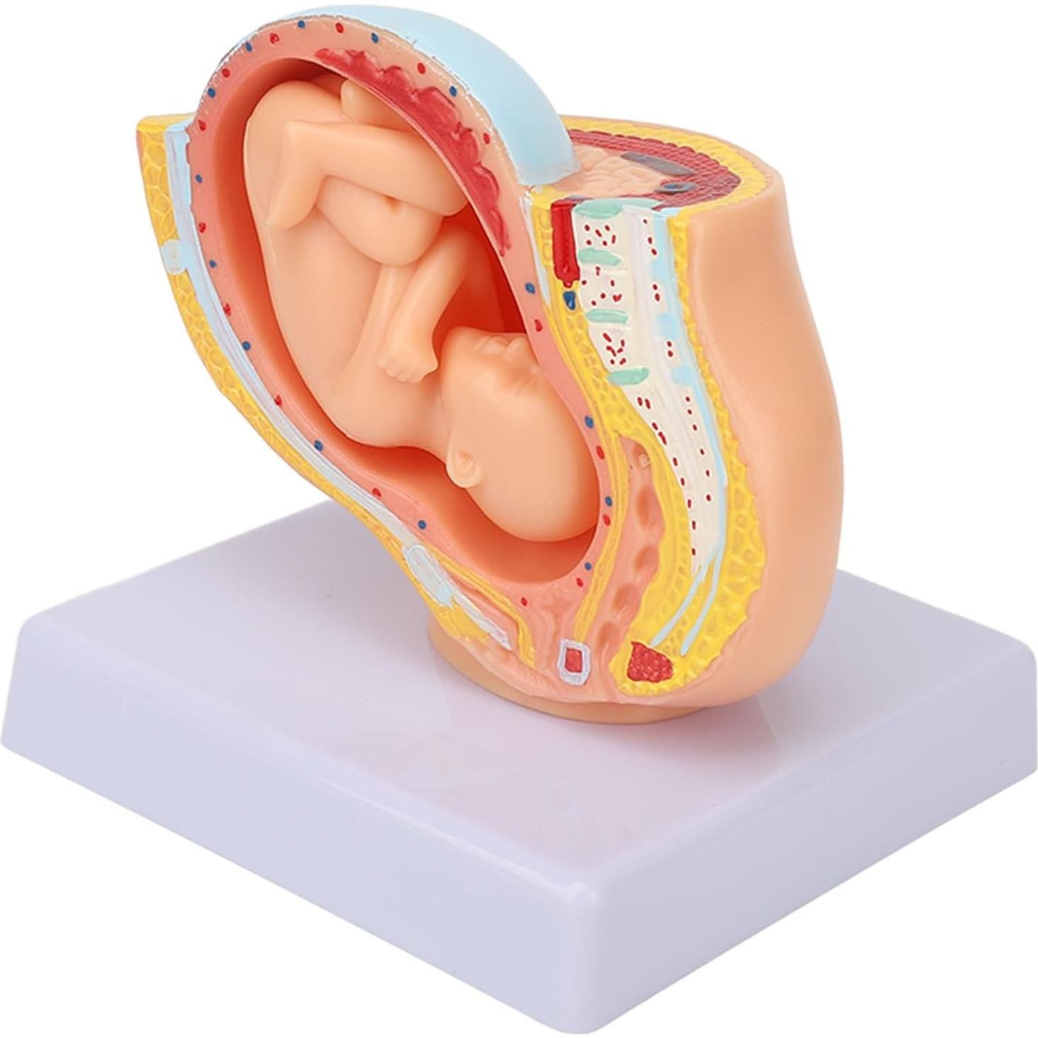 Modelo Anatómico de Pelvis Femenina Embarazada Yosoo 9 Meses