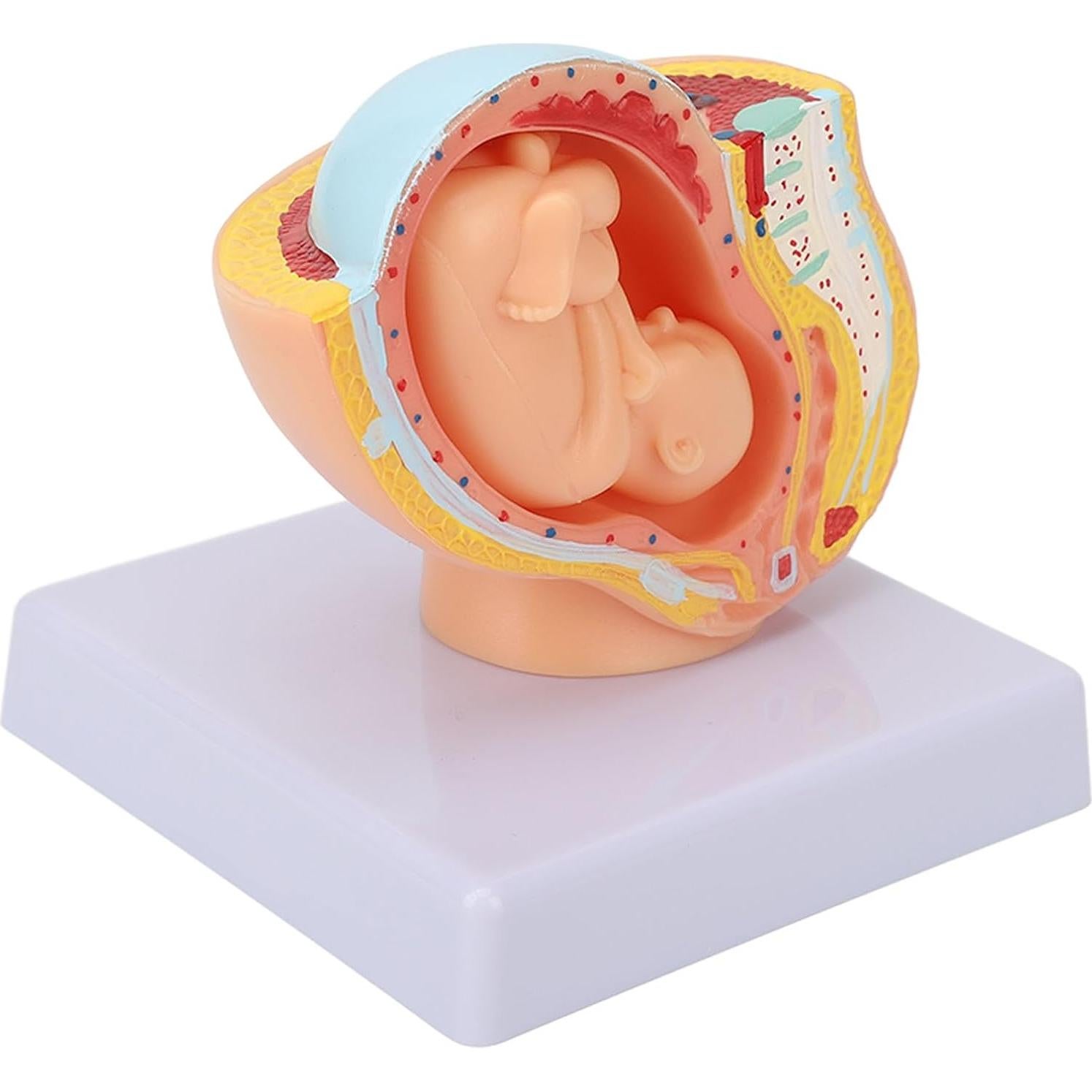 Modelo Anatómico de Pelvis Femenina Embarazada Yosoo 9 Meses