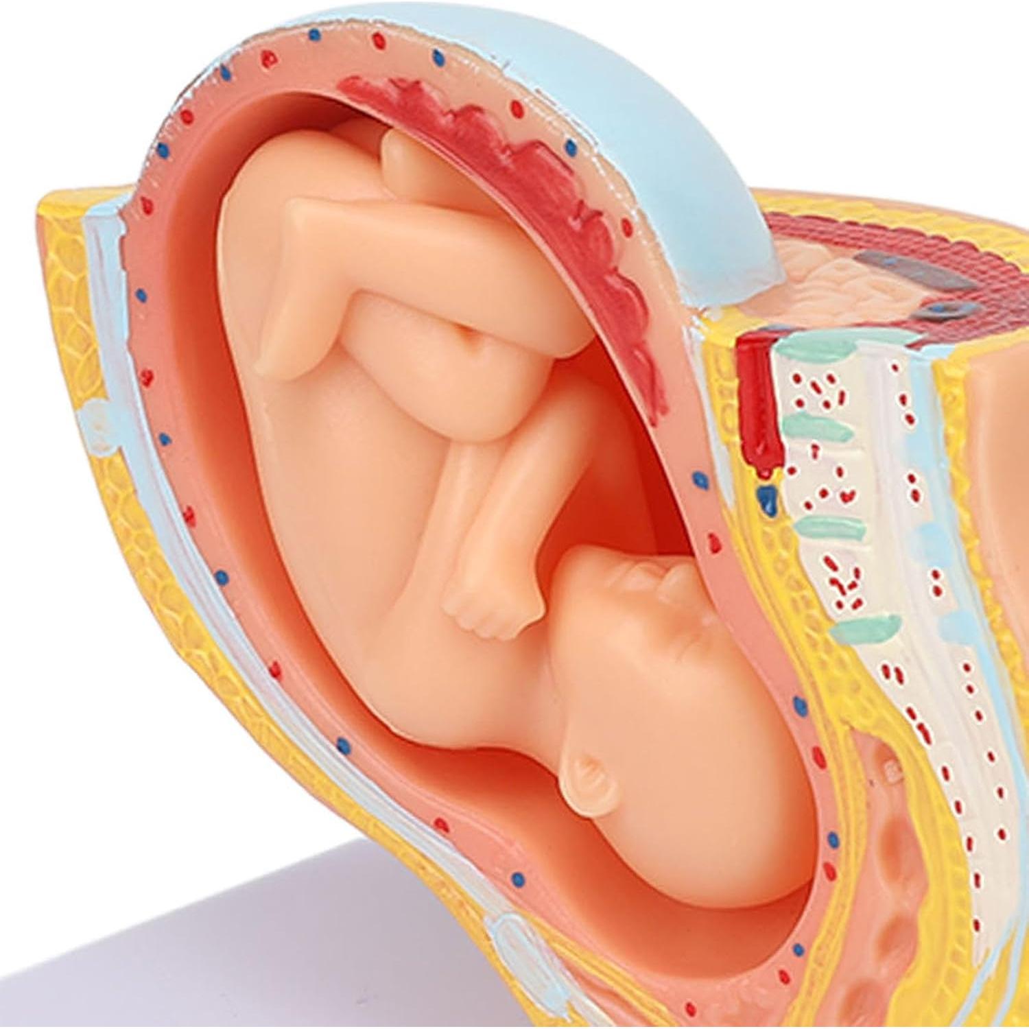 Modelo Anatómico de Pelvis Femenina Embarazada Yosoo 9 Meses