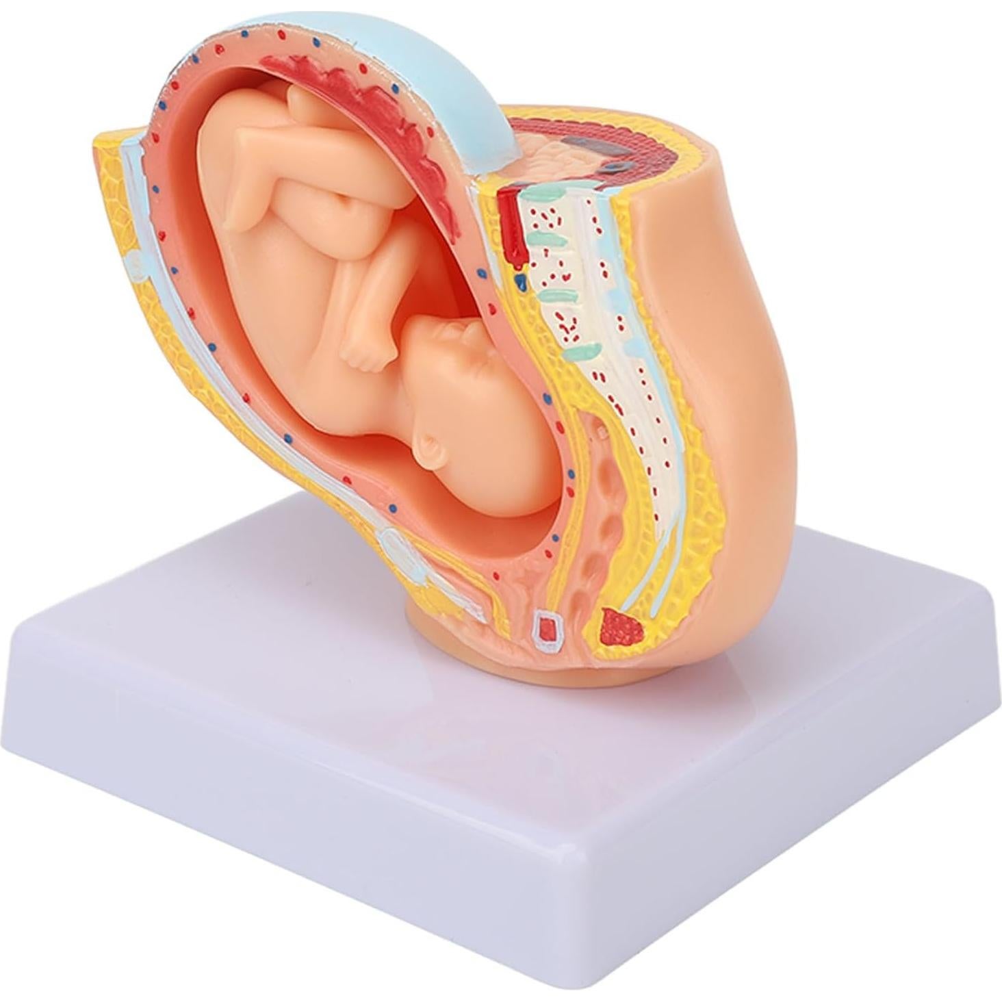 Modelo Anatómico de Pelvis Femenina Embarazada Yosoo 9 Meses