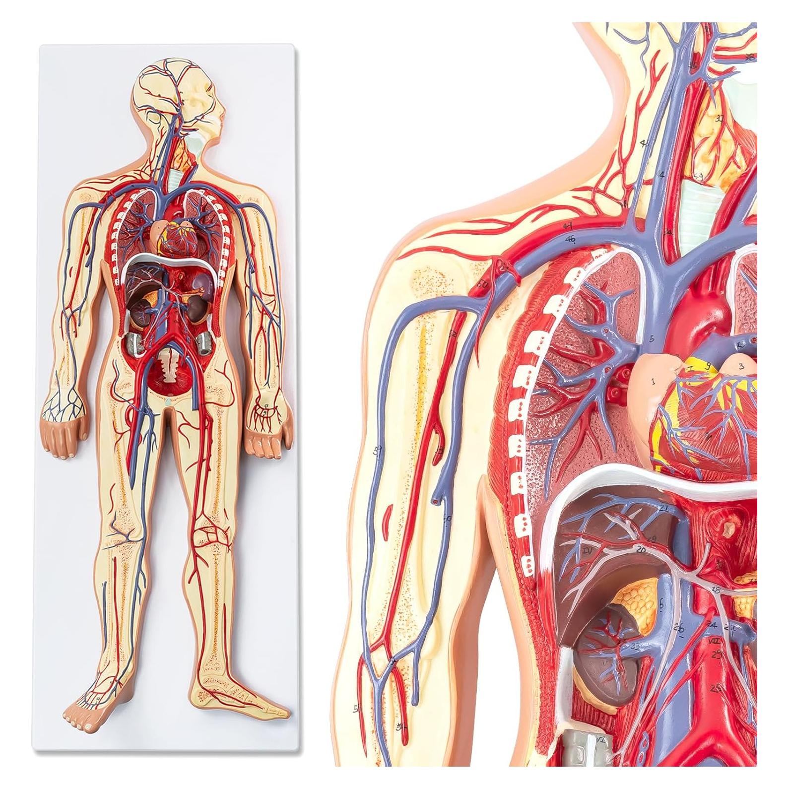 Modelo 3D Sistema Circulatorio Humano EVOTECH - Anatomía Didáctica