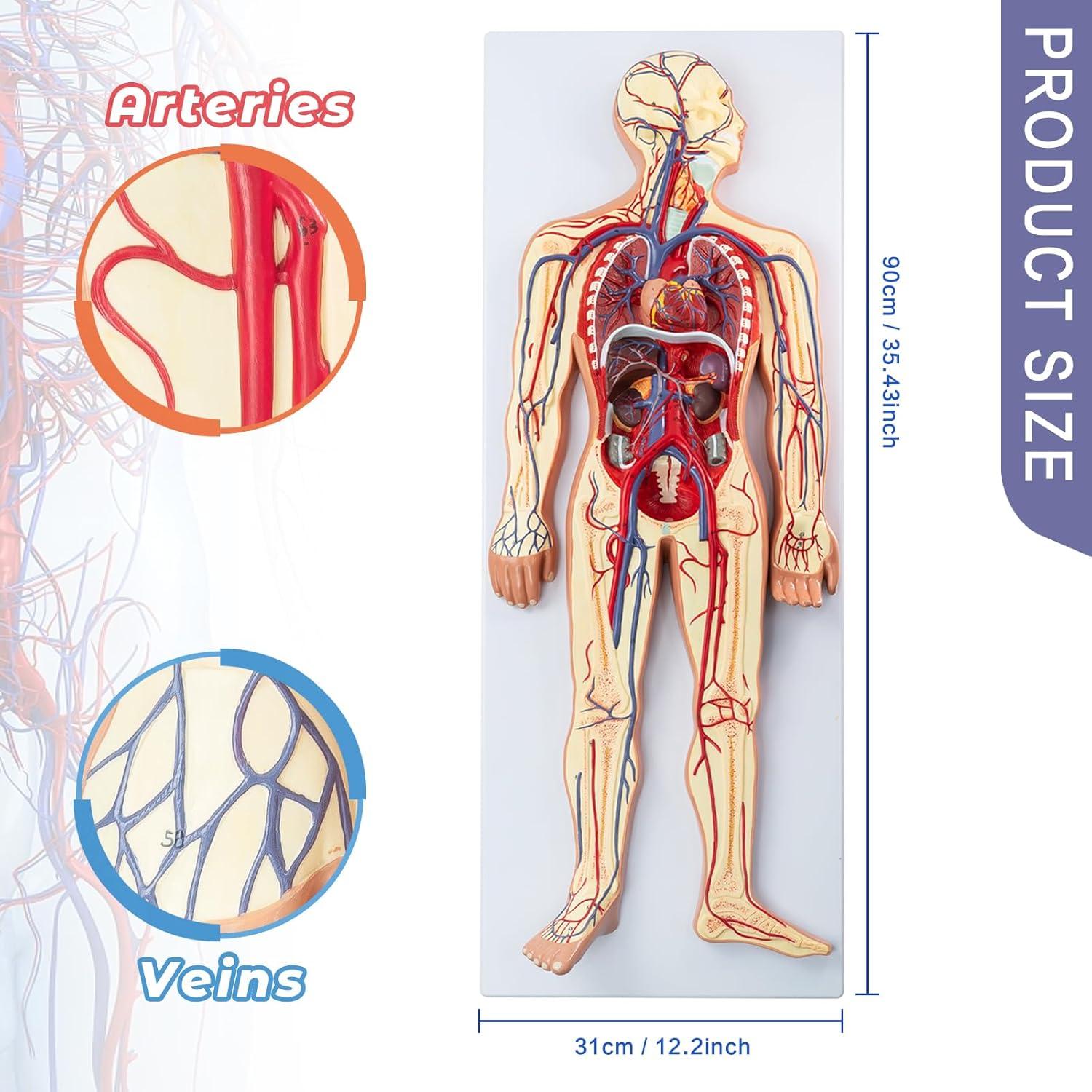Modelo 3D Sistema Circulatorio Humano EVOTECH - Anatomía Didáctica