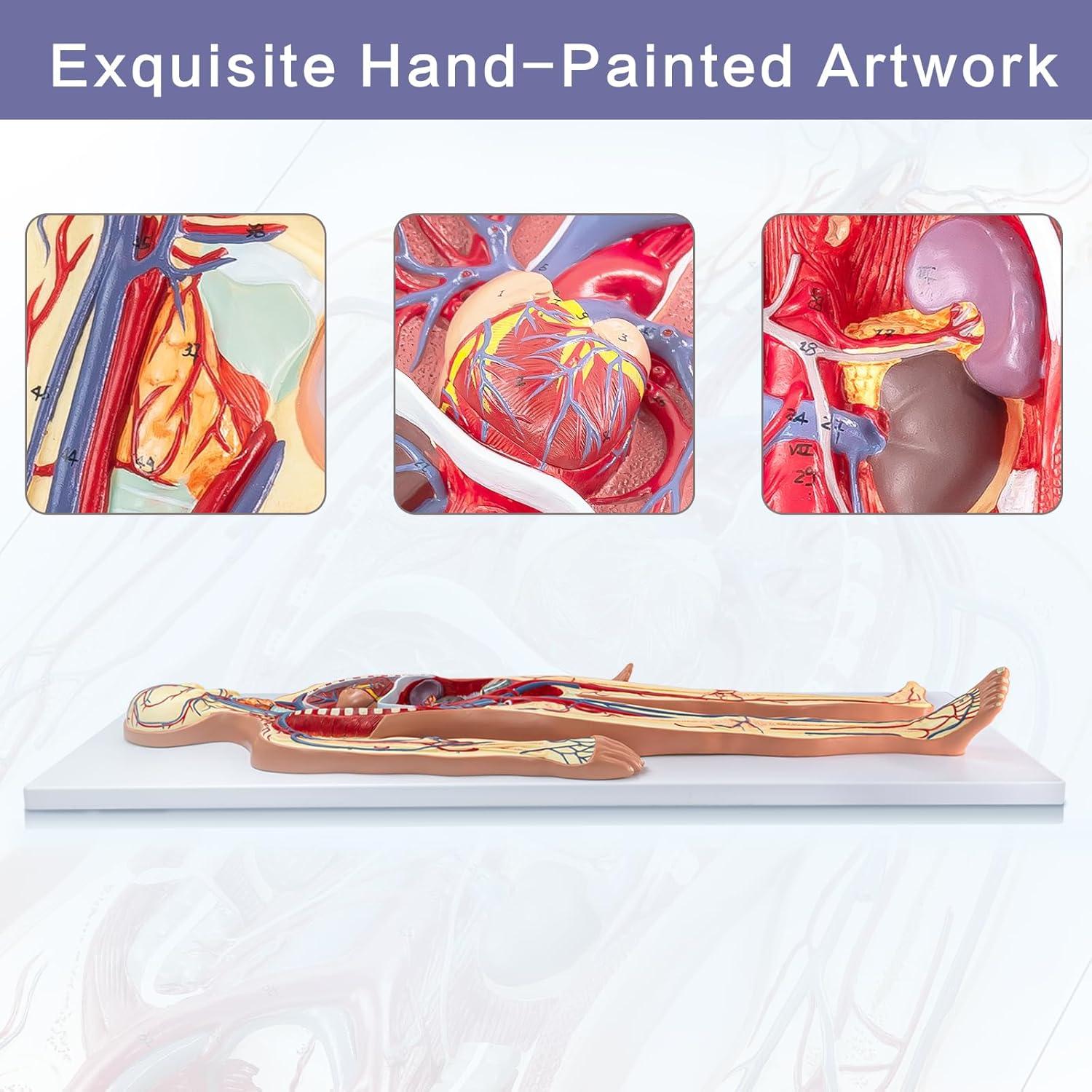 Modelo 3D Sistema Circulatorio Humano EVOTECH - Anatomía Didáctica