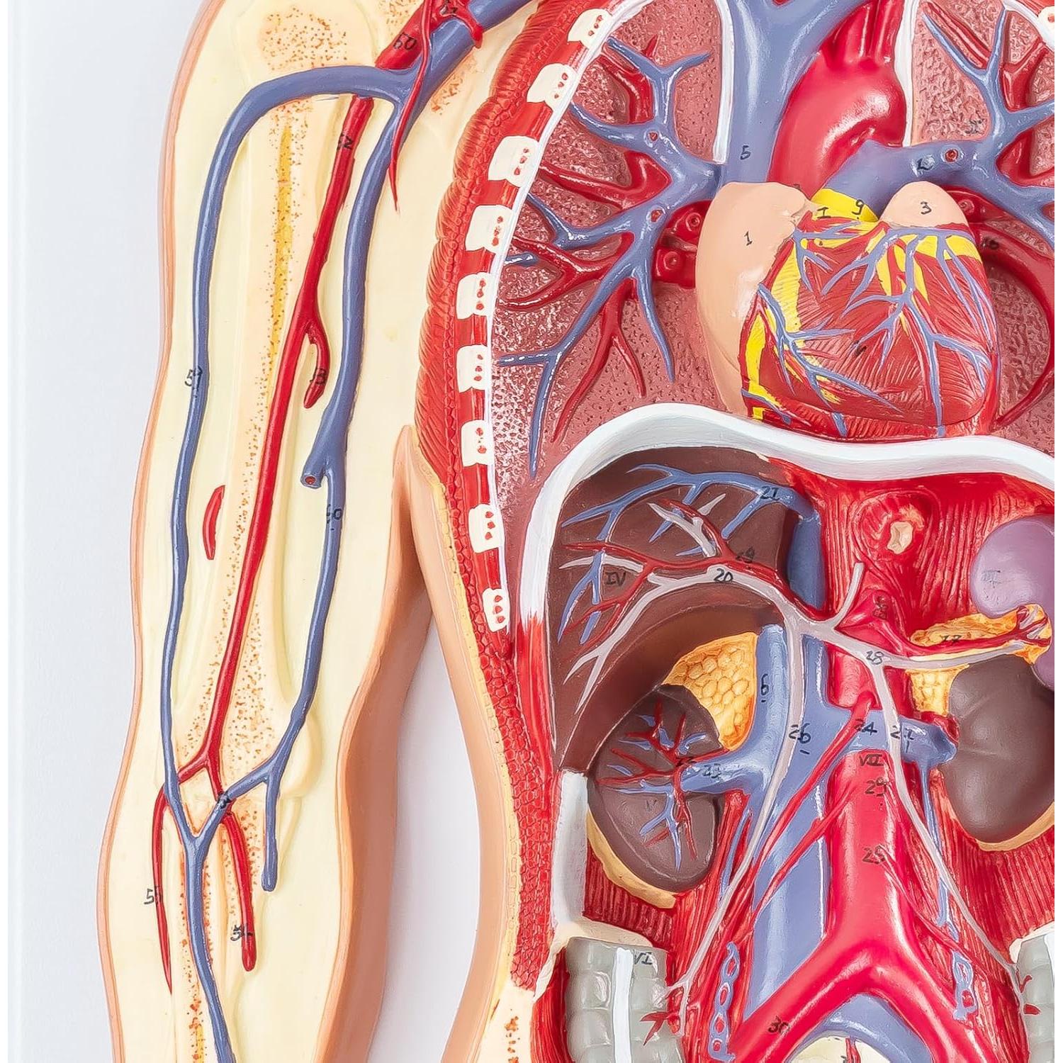 Modelo 3D Sistema Circulatorio Humano EVOTECH - Anatomía Didáctica