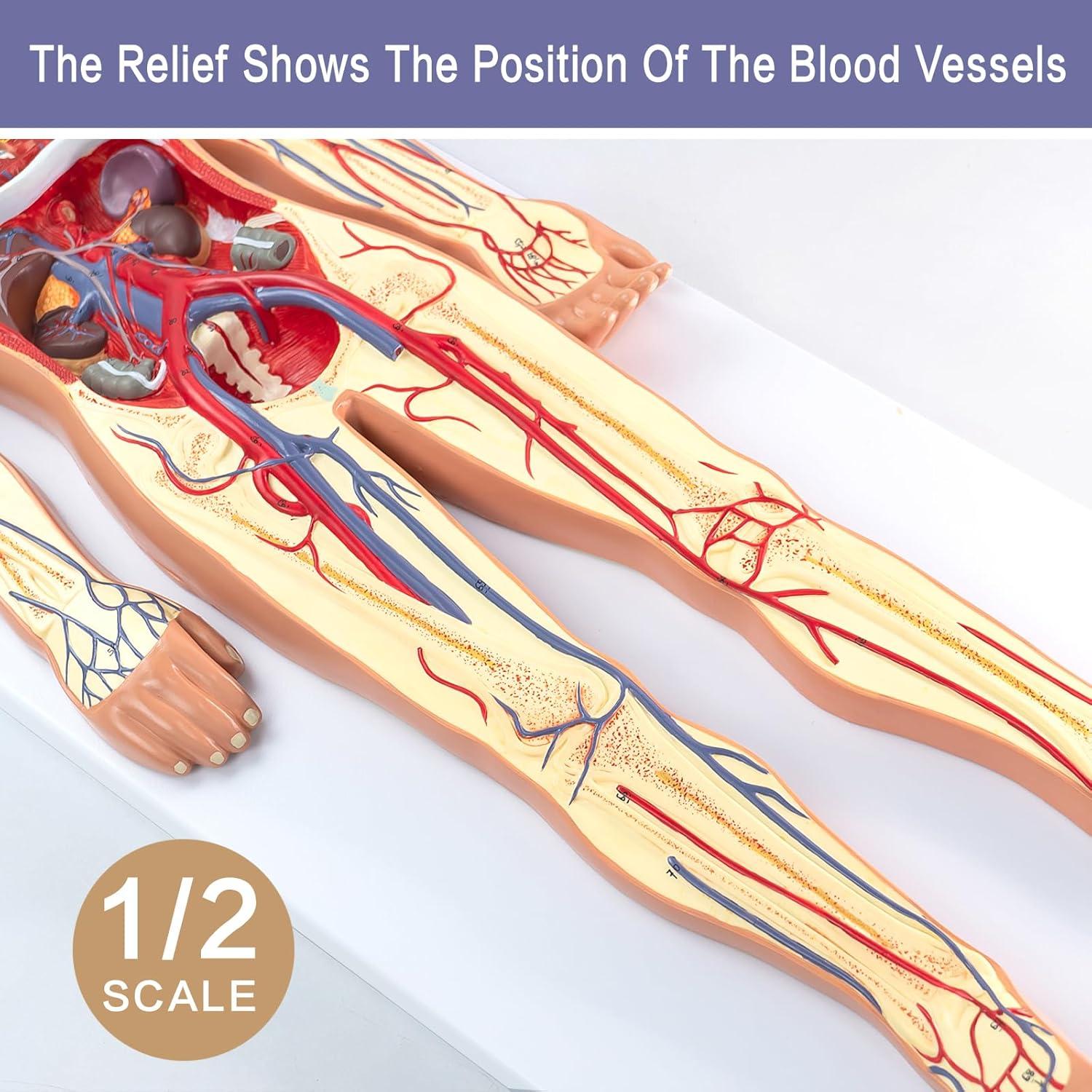 Modelo 3D Sistema Circulatorio Humano EVOTECH - Anatomía Didáctica