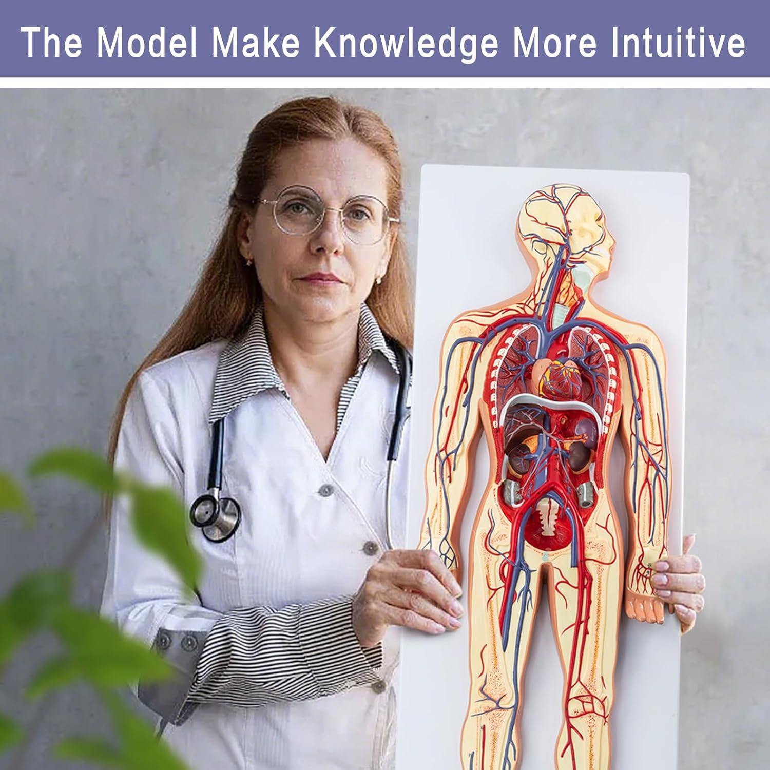 Modelo 3D Sistema Circulatorio Humano EVOTECH - Anatomía Didáctica