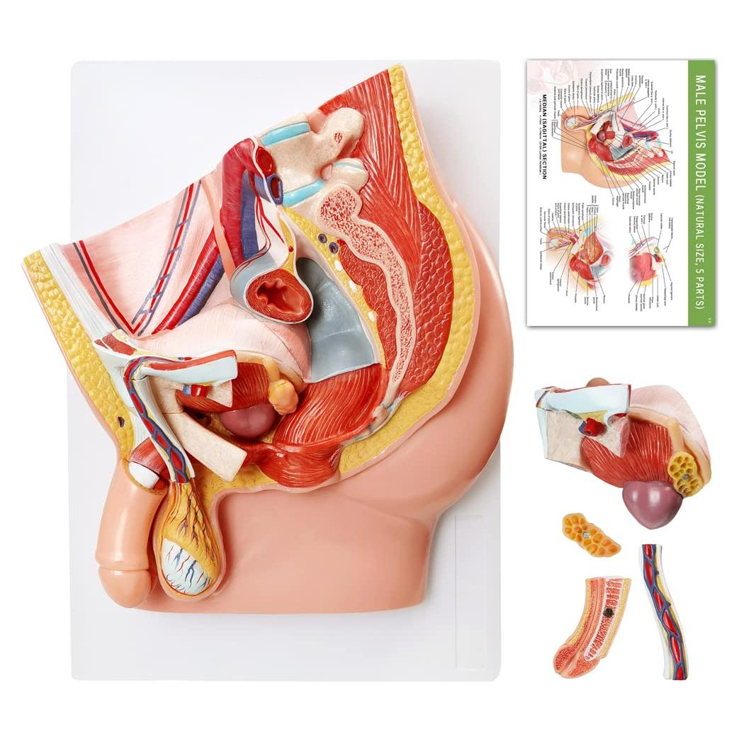 Modelo de Anatomía Reproductiva Masculina HADWYN 5 Partes