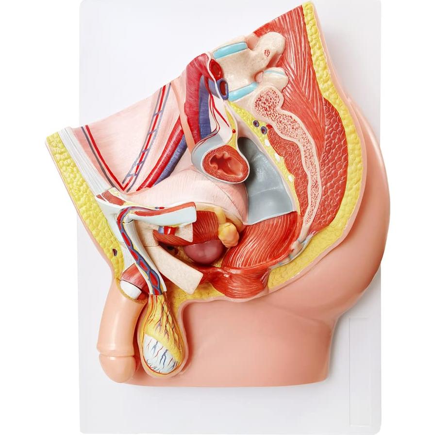Modelo de Anatomía Reproductiva Masculina HADWYN 5 Partes