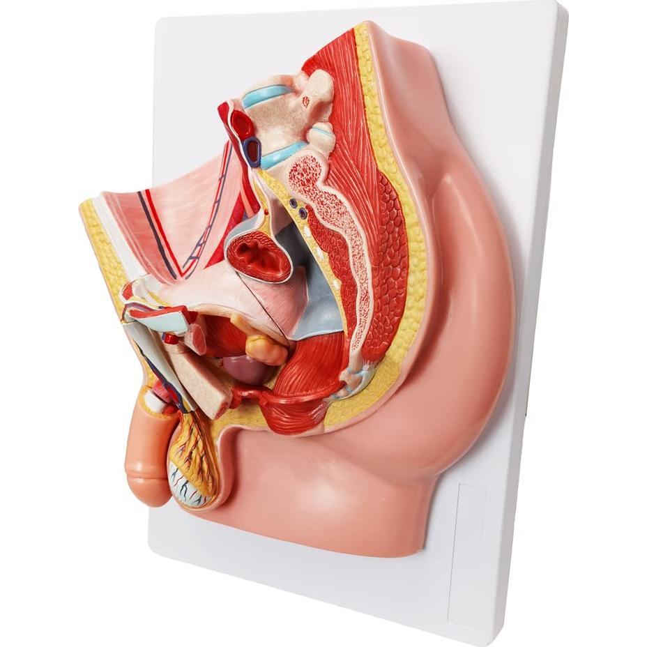 Modelo de Anatomía Reproductiva Masculina HADWYN 5 Partes