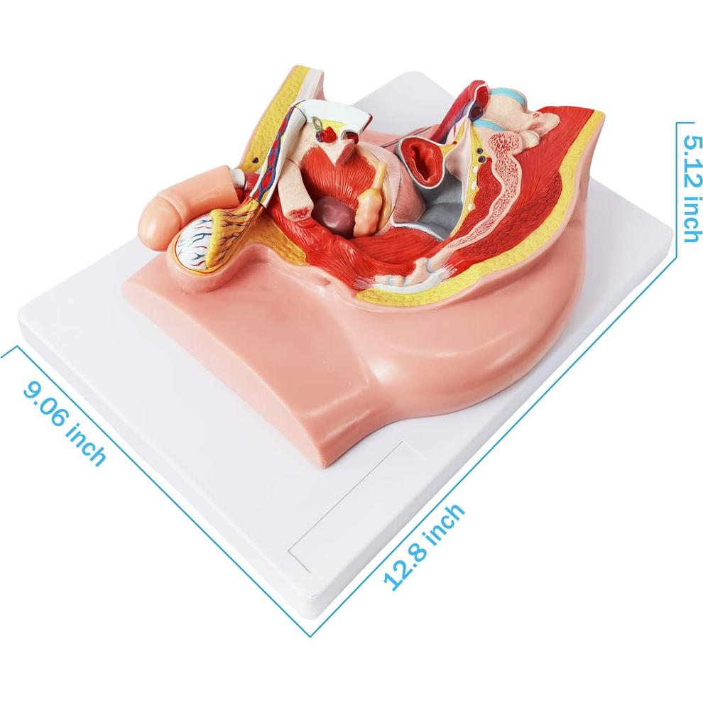Modelo de Anatomía Reproductiva Masculina HADWYN 5 Partes