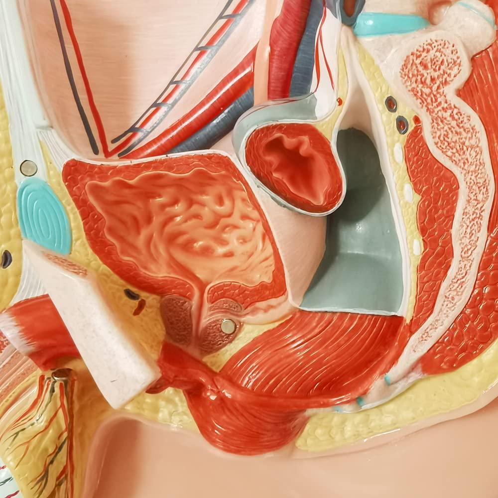 Modelo de Anatomía Reproductiva Masculina HADWYN 5 Partes