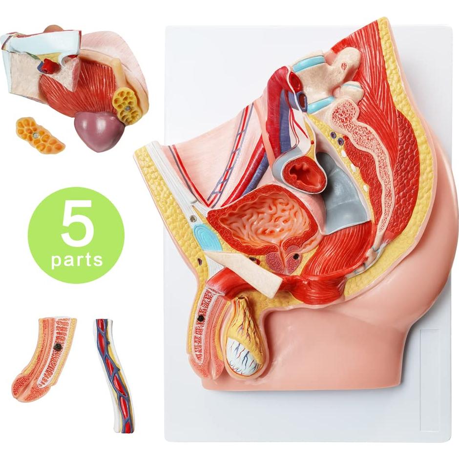 Modelo de Anatomía Reproductiva Masculina HADWYN 5 Partes