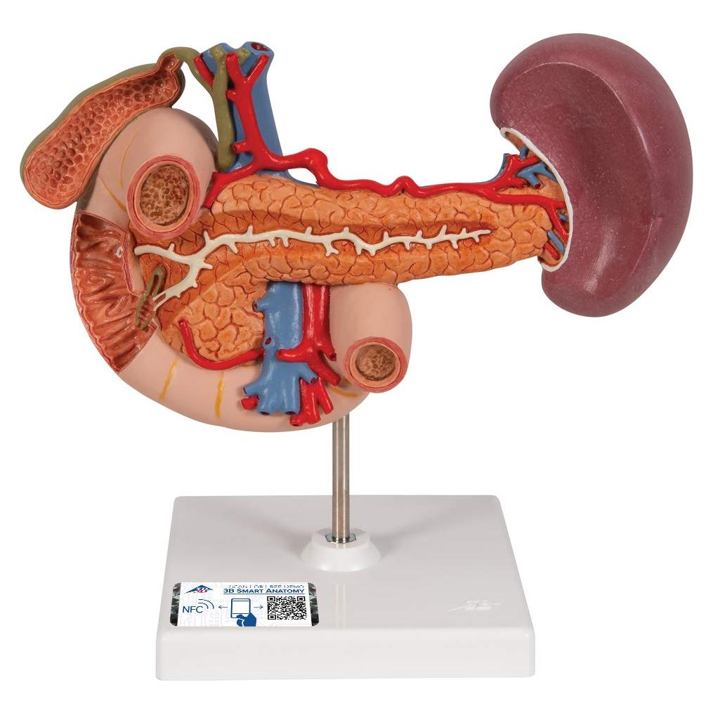 Modelo Anatómico 3B Scientific K22/2 Órganos Abdomen Superior