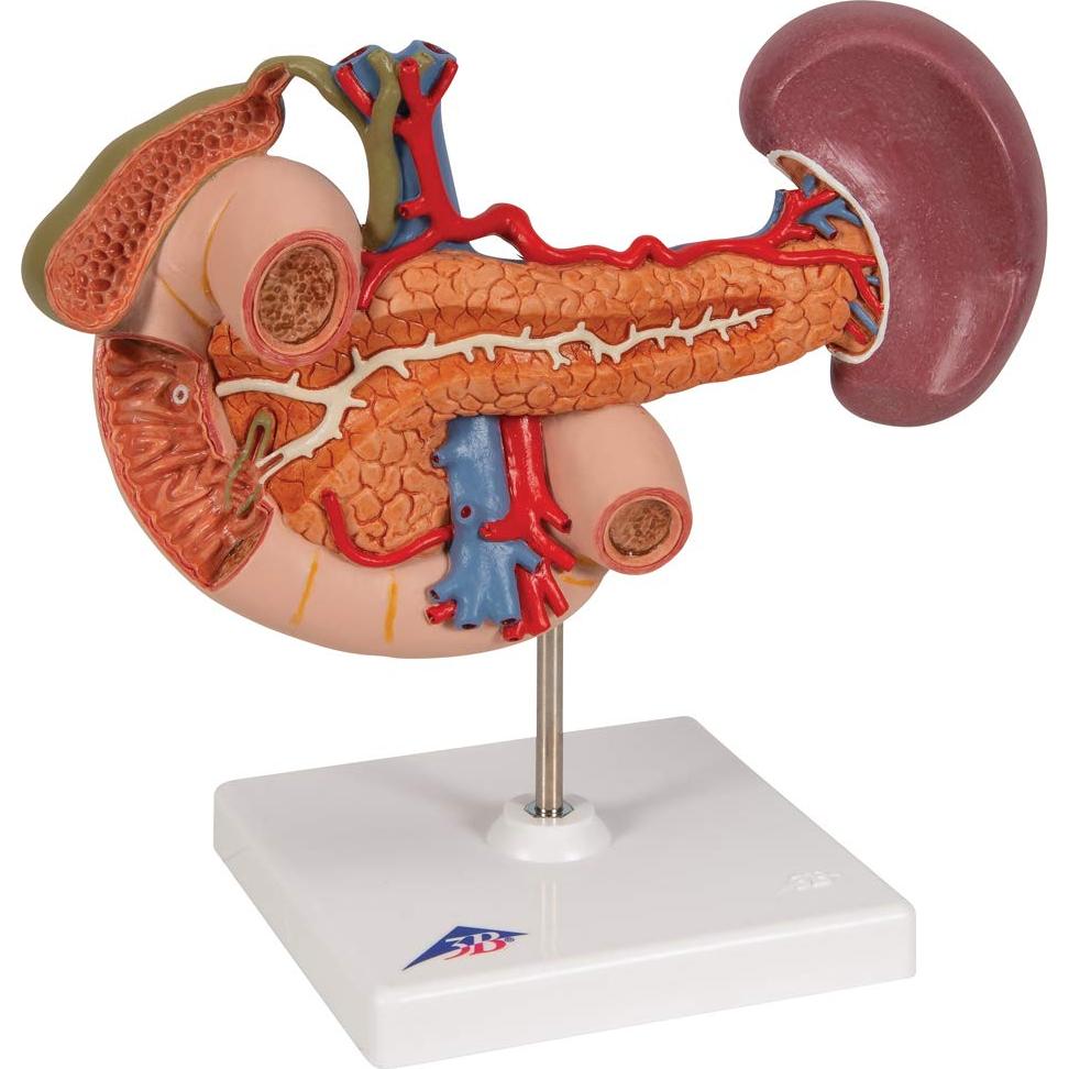Modelo Anatómico 3B Scientific K22/2 Órganos Abdomen Superior
