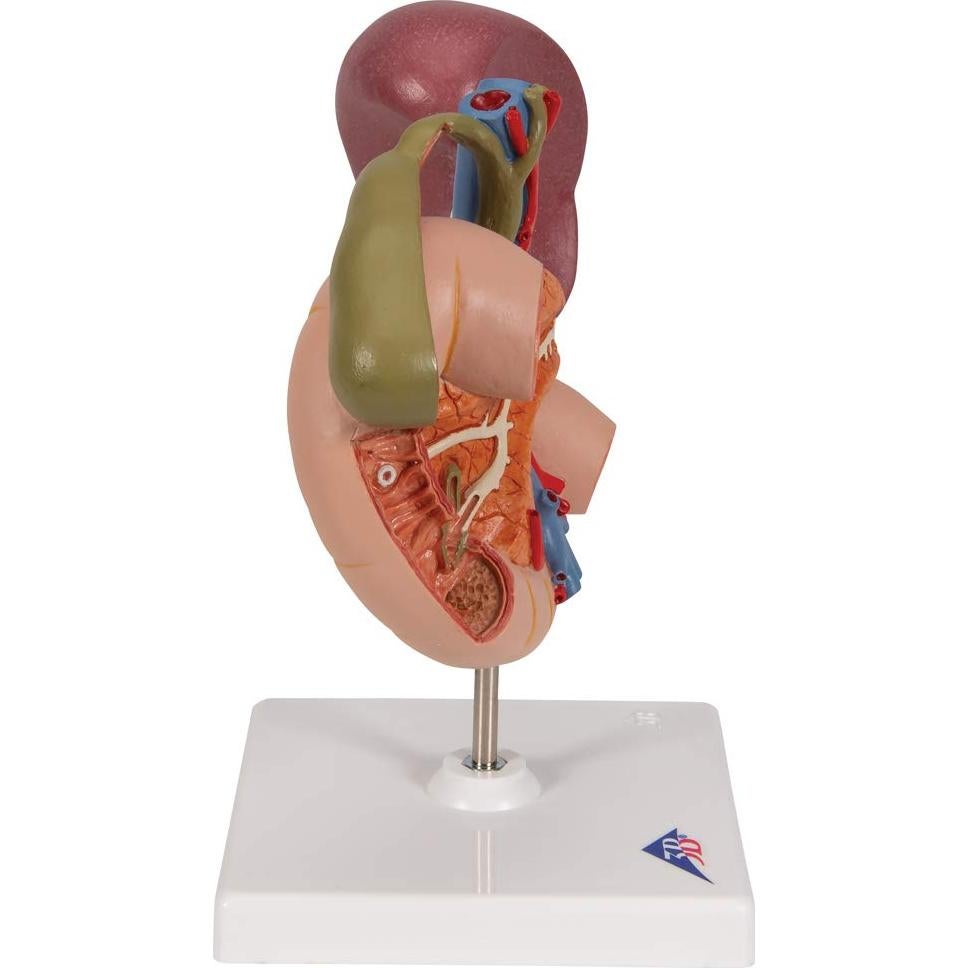 Modelo Anatómico 3B Scientific K22/2 Órganos Abdomen Superior