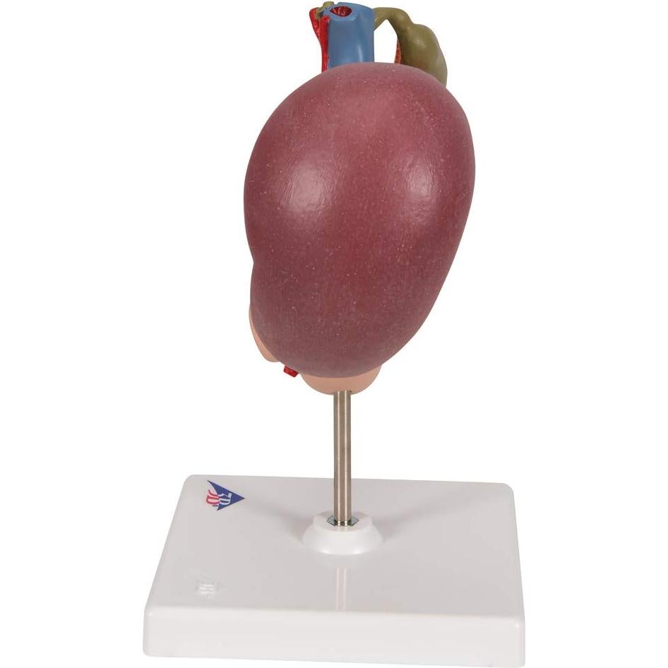 Modelo Anatómico 3B Scientific K22/2 Órganos Abdomen Superior