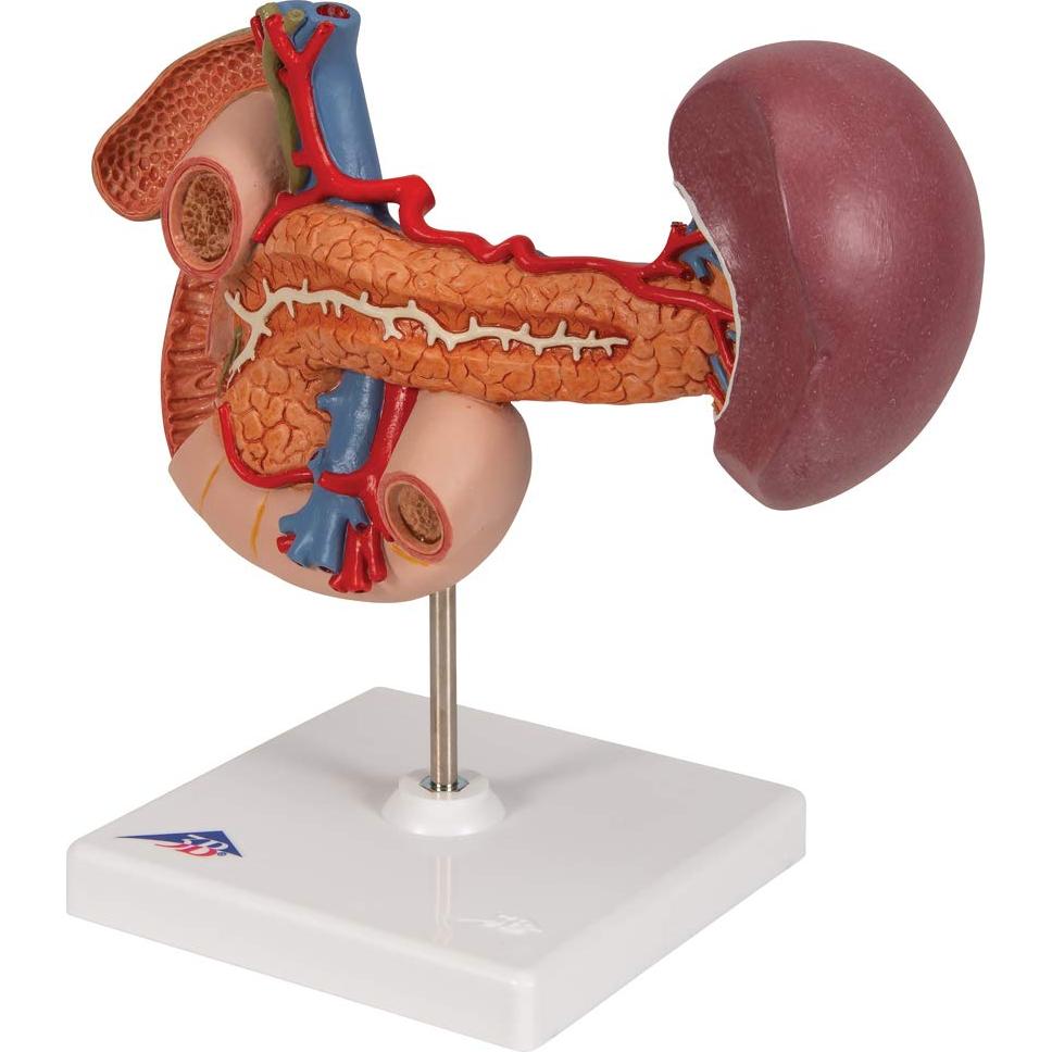 Modelo Anatómico 3B Scientific K22/2 Órganos Abdomen Superior